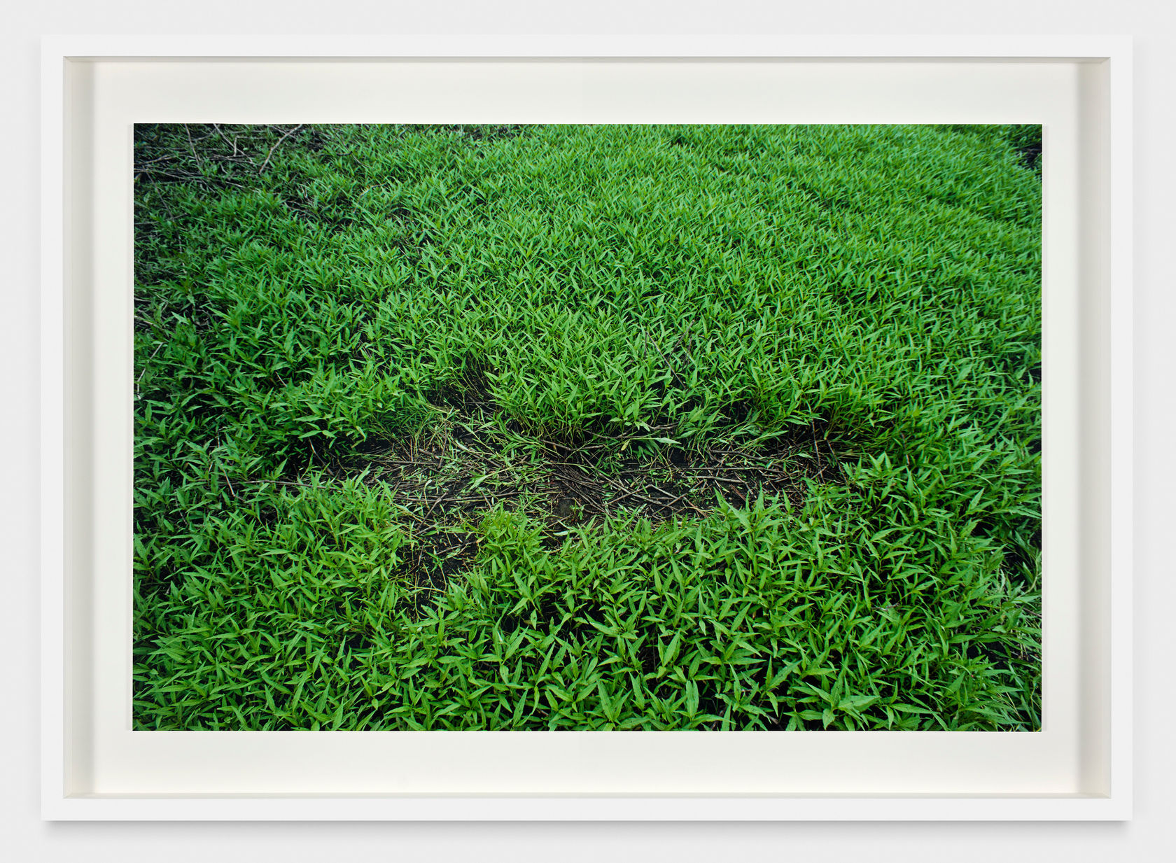 Ana Mendieta Untitled: Silueta Series, 1979 C-print 20 x 30 in. (50.8 x 76.2 cm) Edition of 12 plus 3...