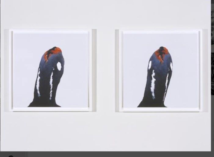 Roni Horn Untitled, No. 2, 1999