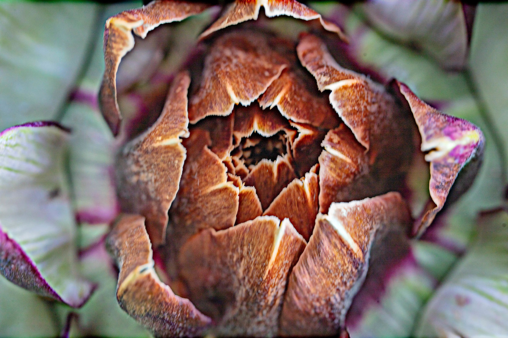 James Welling Artichoke, Rome, 2024 UV-curable ink on Dibond aluminum 28 x 42 x 1 5/8 in. (71.1 x 106.8...