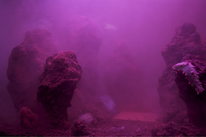 Pierre Huyghe Zoodram 1, 2010