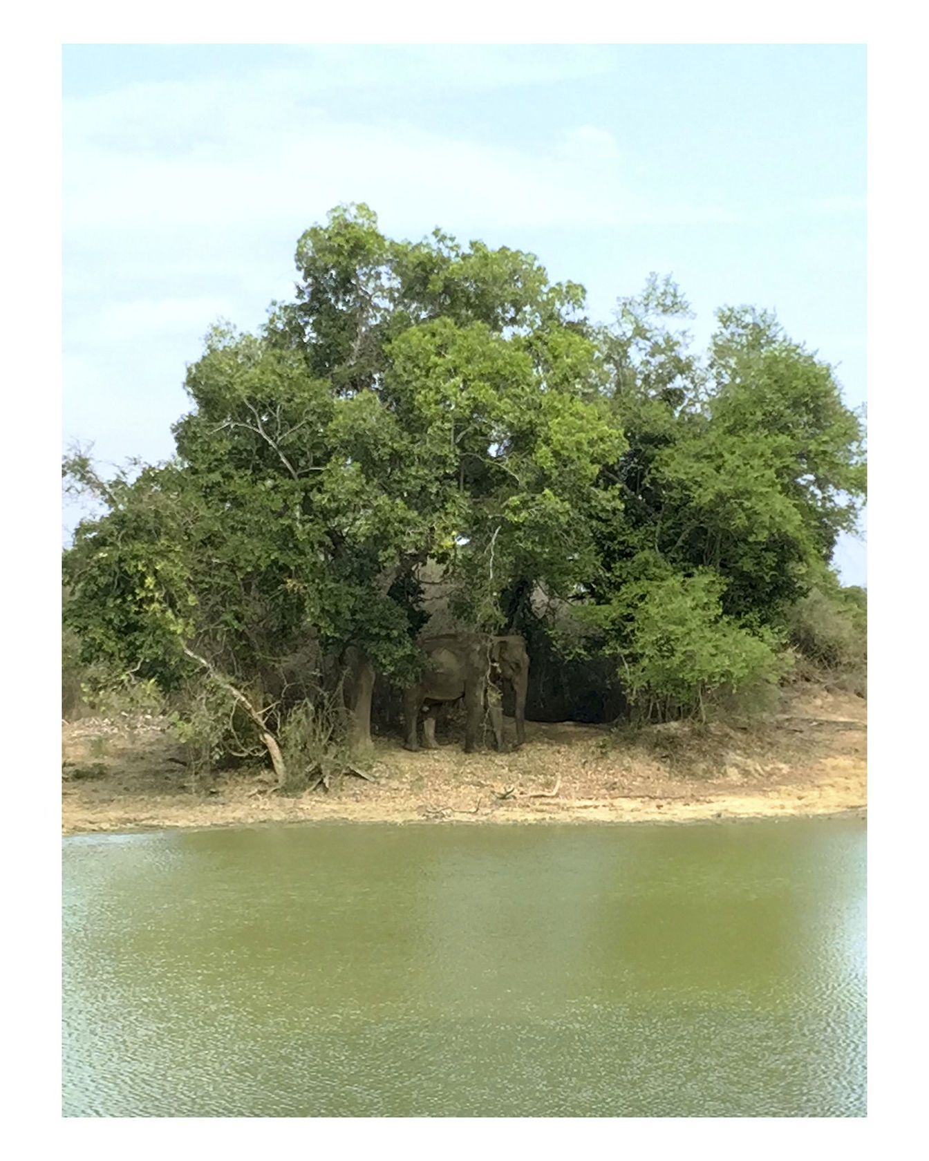 Gabriel Orozco Elephant under a Tree, 2016