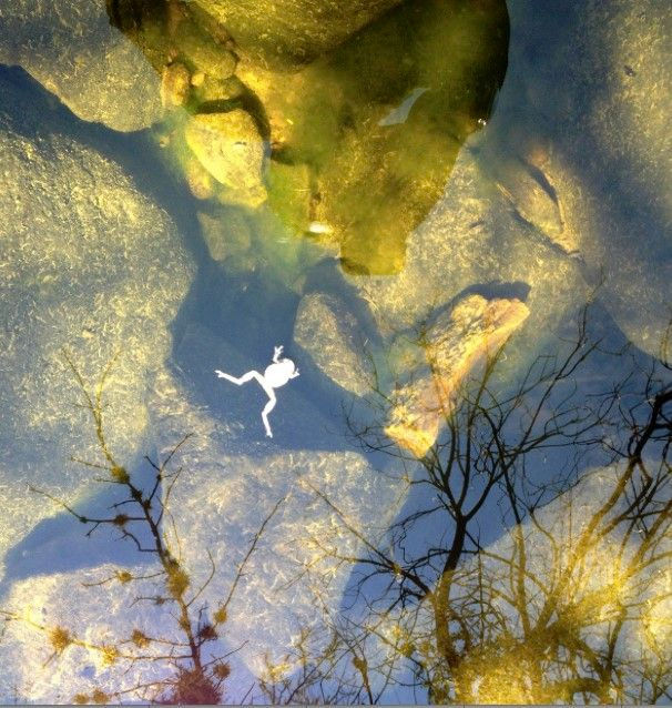 Gabriel Orozco Frog Playing Dead, 2012