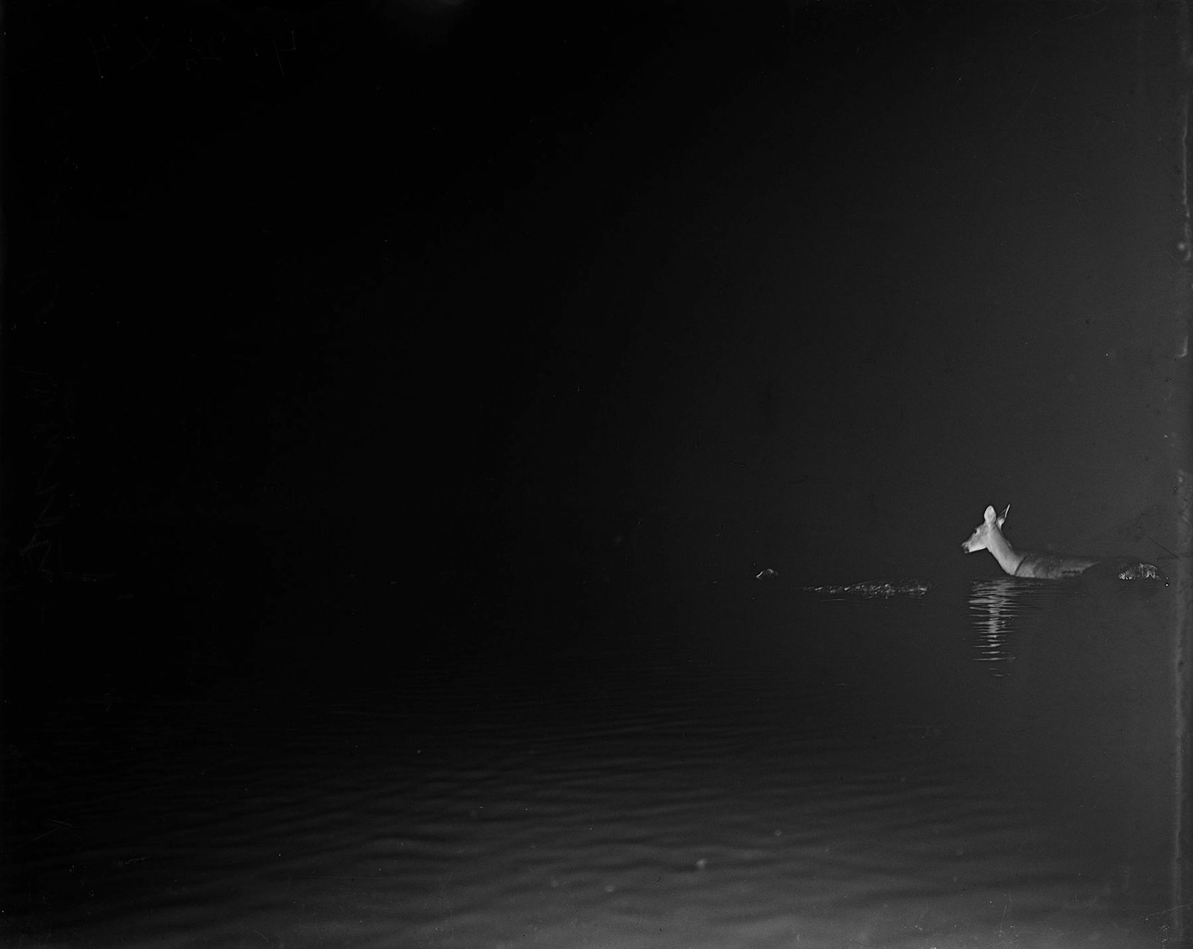 George Shiras White-tailed doe, Minnesota, pre-1906