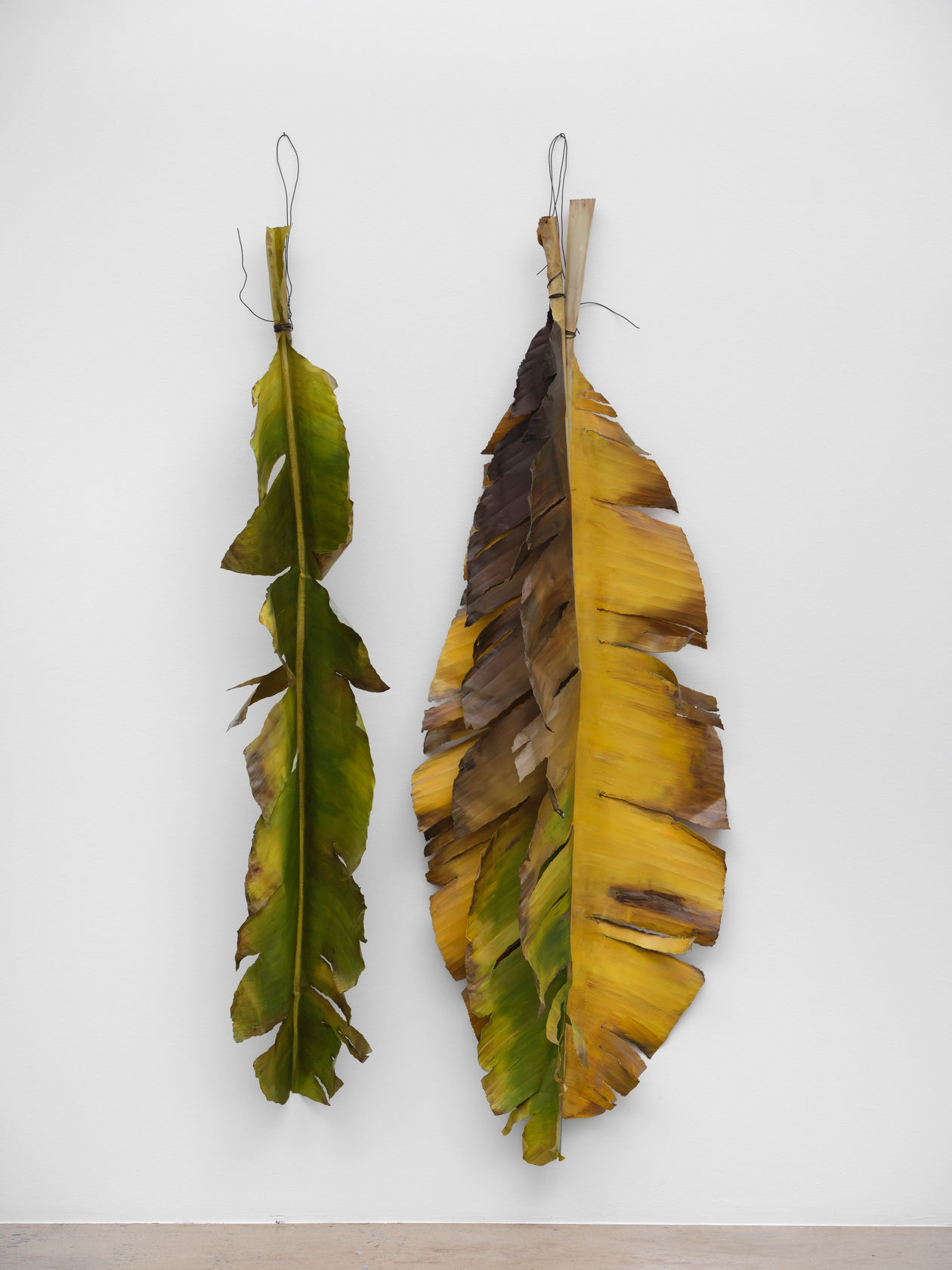 Álvaro Urbano Hotel Gazmira (Musa acuminata), 2025 3 elements; metal, acrylic paint Left: 78 3/4 x 13 3/4 x 14...