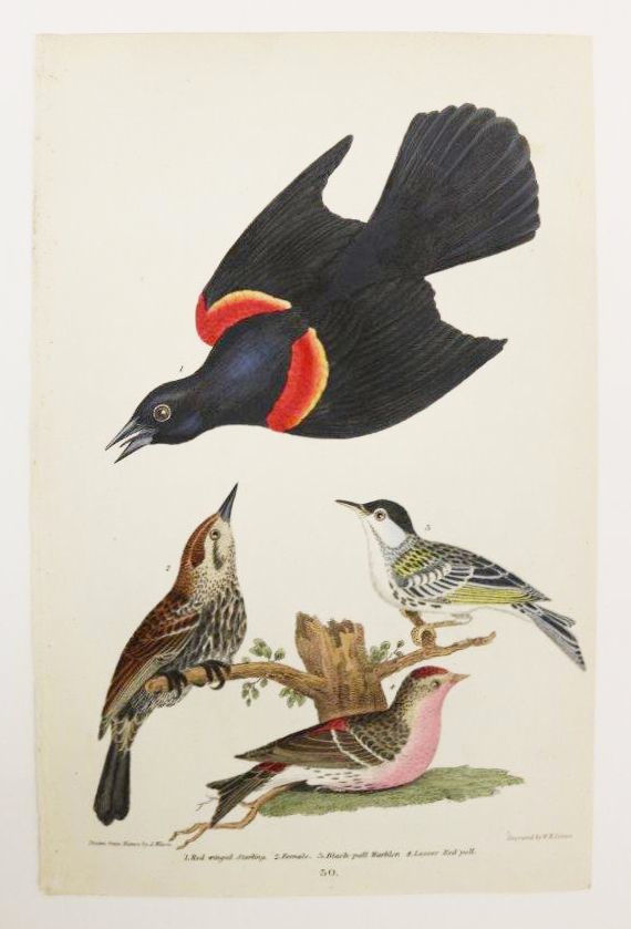 Alexander Wilson Red Winged Starling, Black-poll Warbler, Lesser Red-poll, 1832