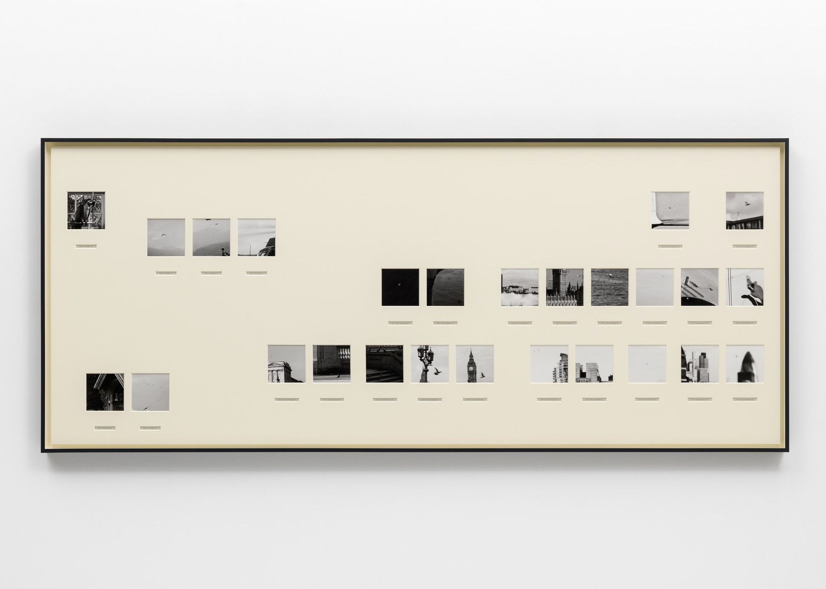 Taryn Simon United Kingdom, Birds of the West Indies, 2014