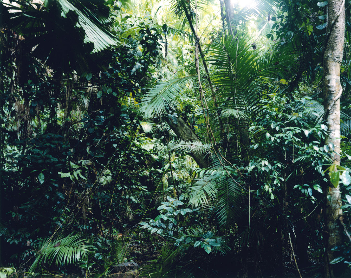 Thomas Struth Paradise 6, Daintree/Australien, 1998