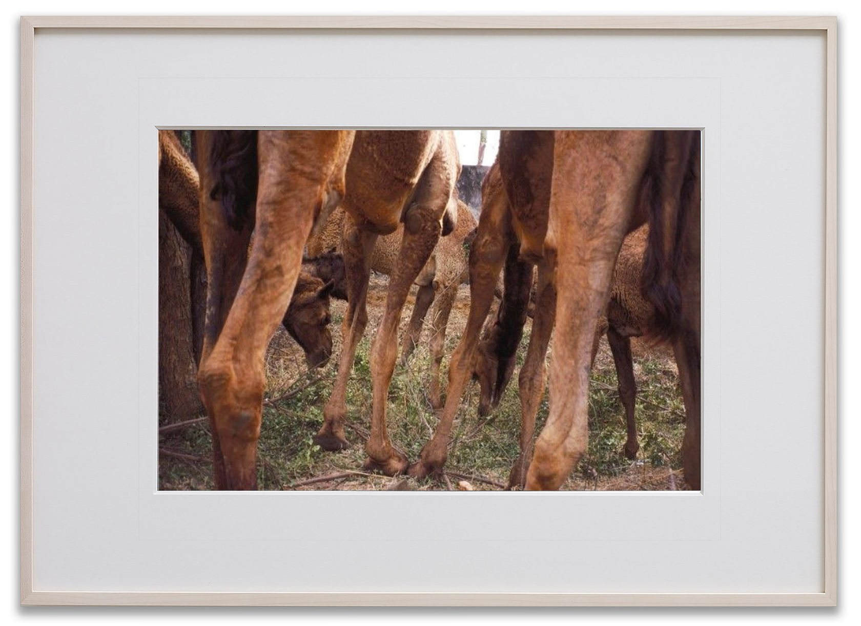 Gabriel Orozco Camel Legs, 1997