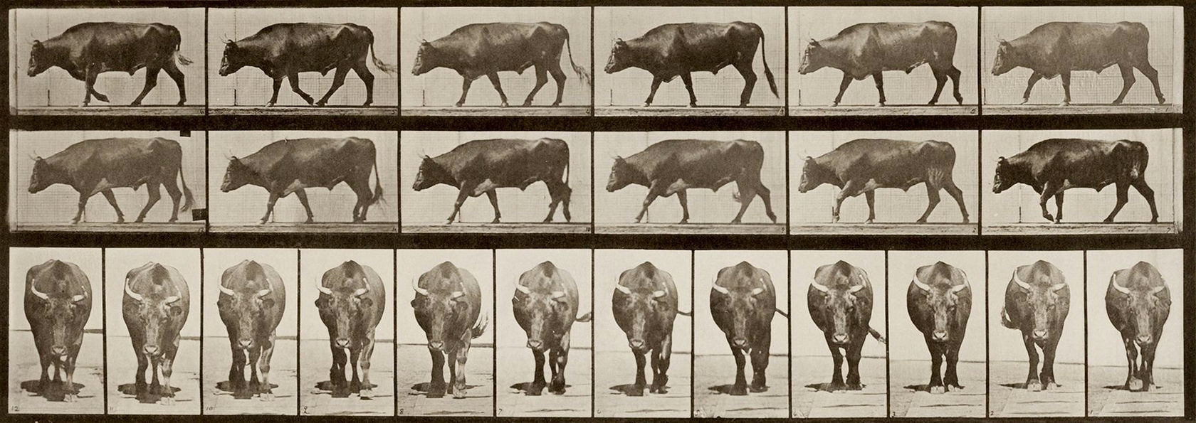 Eadweard Muybridge Ox Walking, 1887
