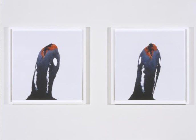 Roni Horn Untitled, No. 2, 1999