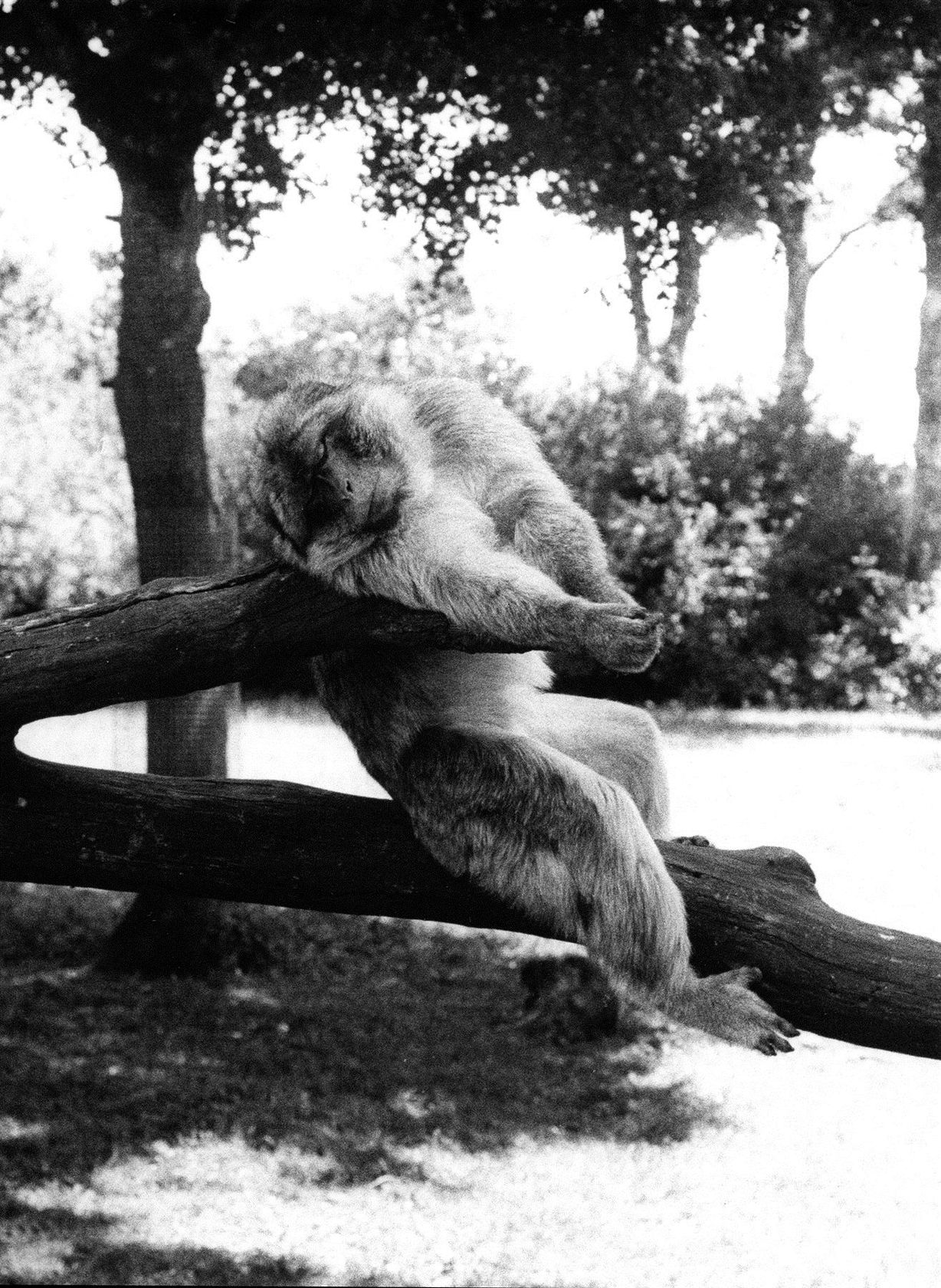 Jochen Lempert Schlafender Affe (Sleeping Monkey), 2013