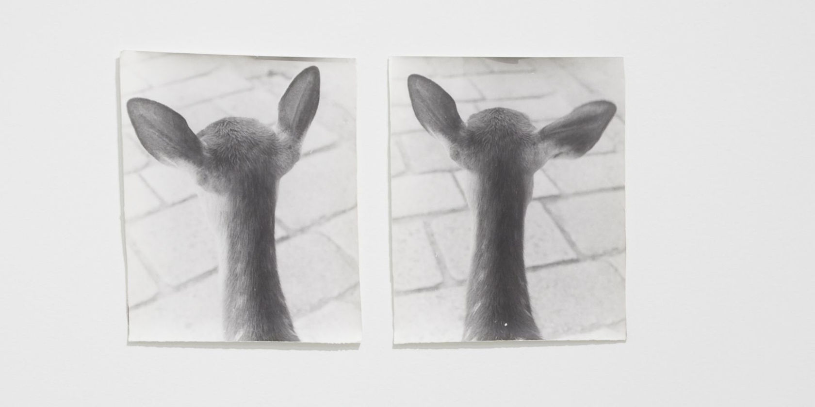 Jochen Lempert From Symmetry and Architecture (Deers), 1997-2005