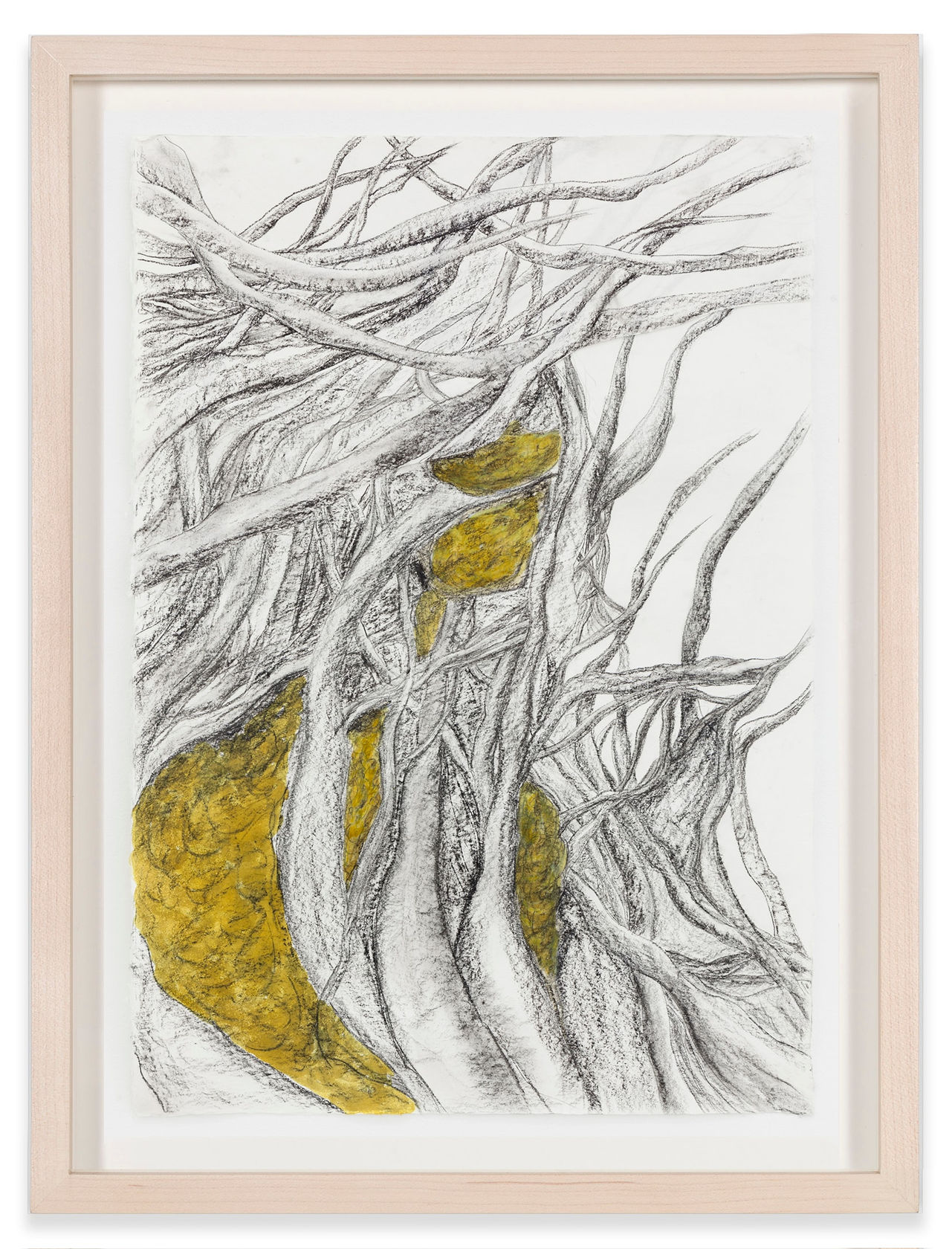 Cristina Iglesias Study for Entwined Growth III, 2016-2017 Charcoal and lacquer on paper Paper: 37 x 25 1/2 in. (94...