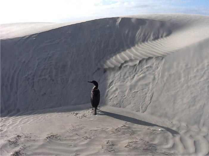 Gabriel Orozco Bird, 2012