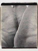 William Wegman Valley, 1998