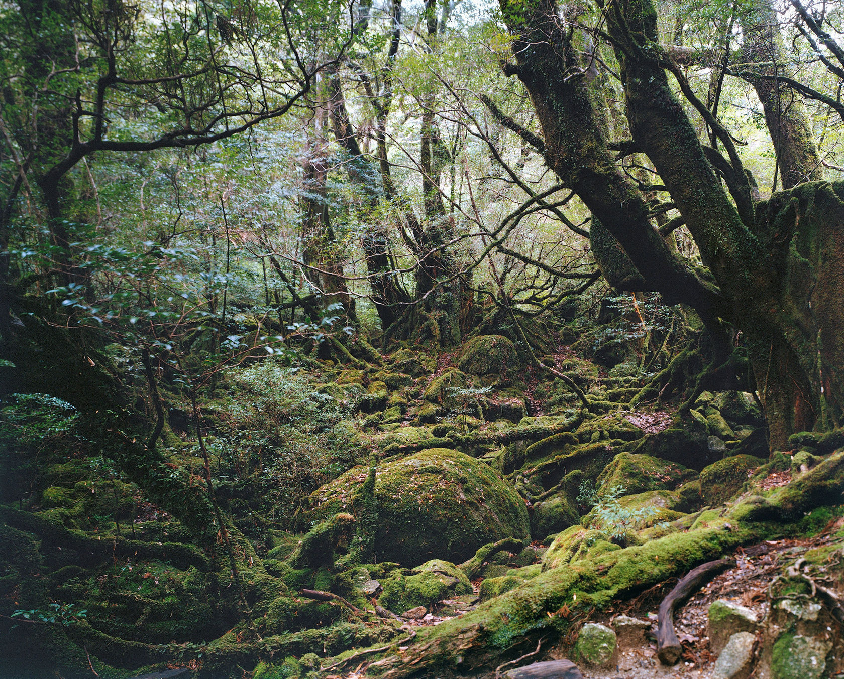 Thomas Struth Paradise 13, Yakushima/ Japan, 1999