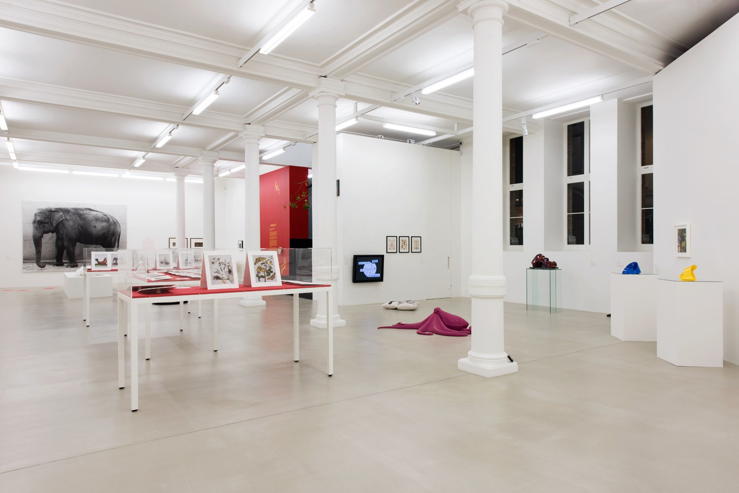 An exhibition installation view from: Animality