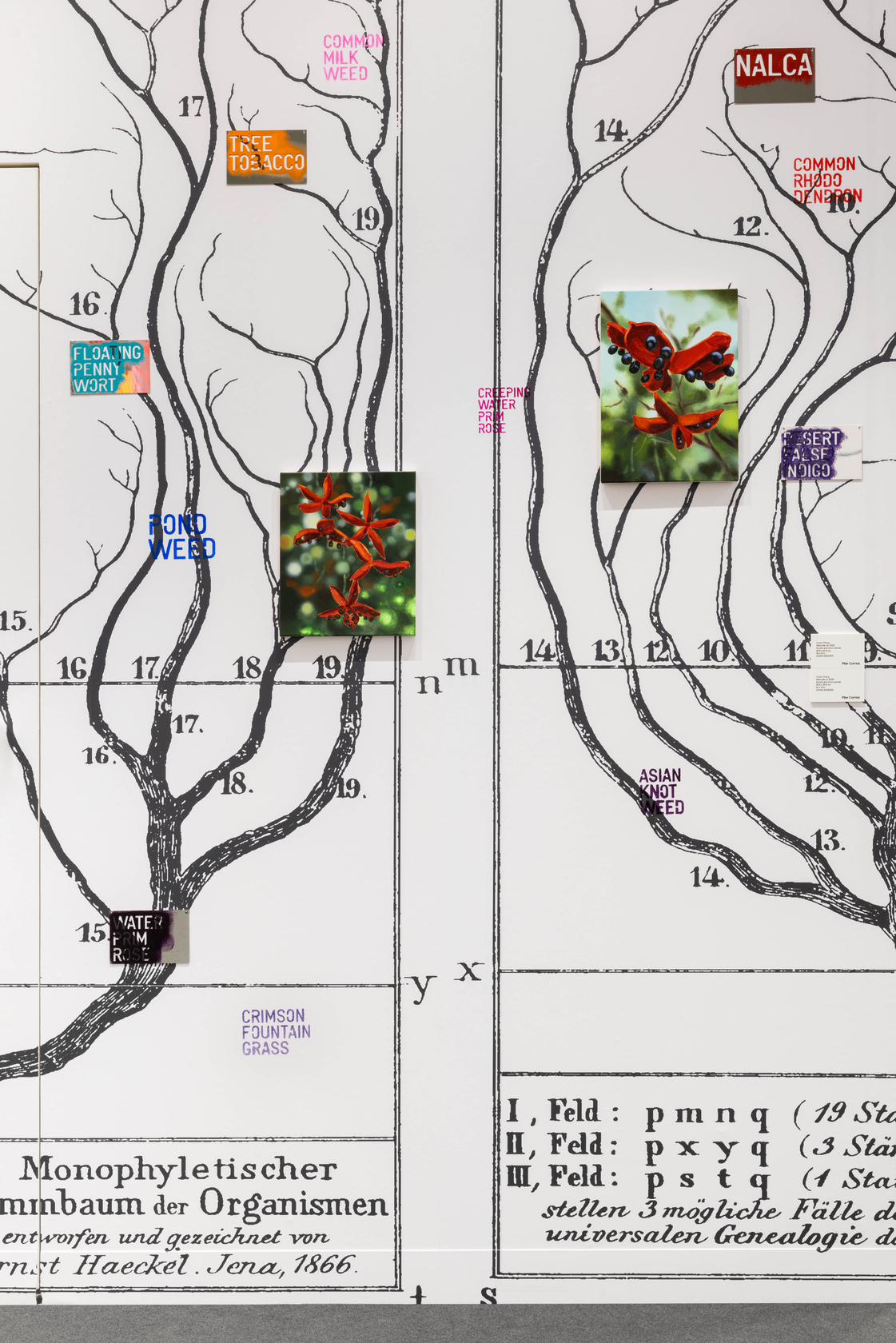 Rirkrit Tiravanija untitled 2023 (invasives)2023 Omni wallpaper, mirror-polished stainless steel, paint Dimensions variable