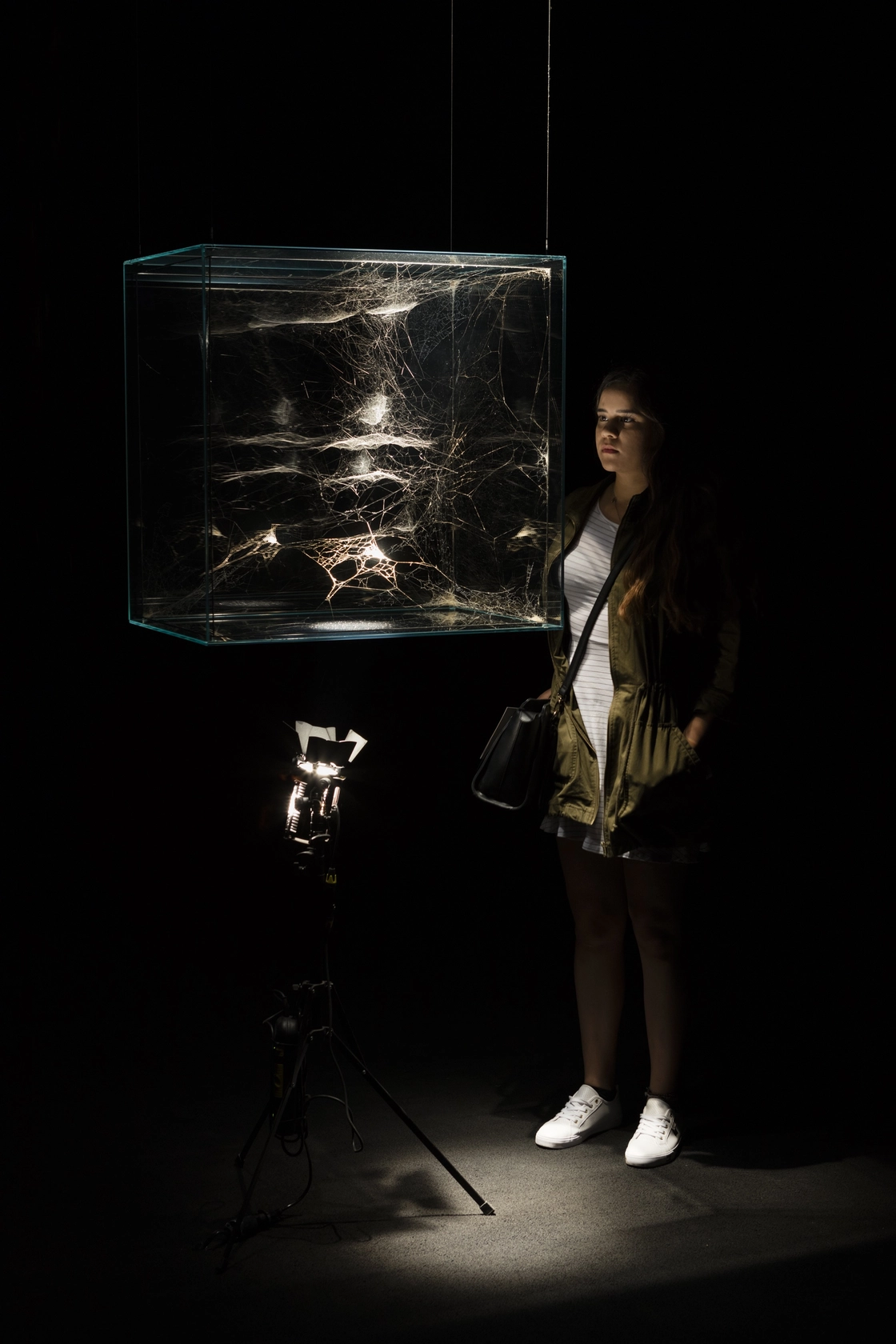 Hybrid solitary social semi-social musical instrument Apus: built by: one Nephila clavipes - six days, a small community of Stegodyphus...