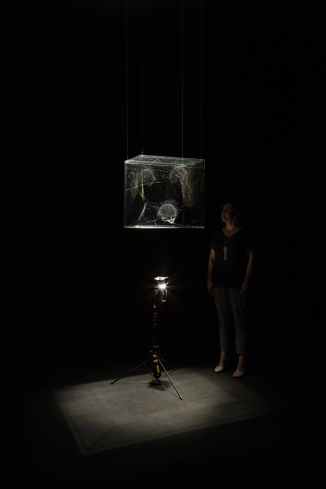 Hybrid solitary semi-social semi-social Instrument Almagest Thebe 0.675 built by: a single Steatoda nobilis - seven weeks, a solo Cyrtophora...