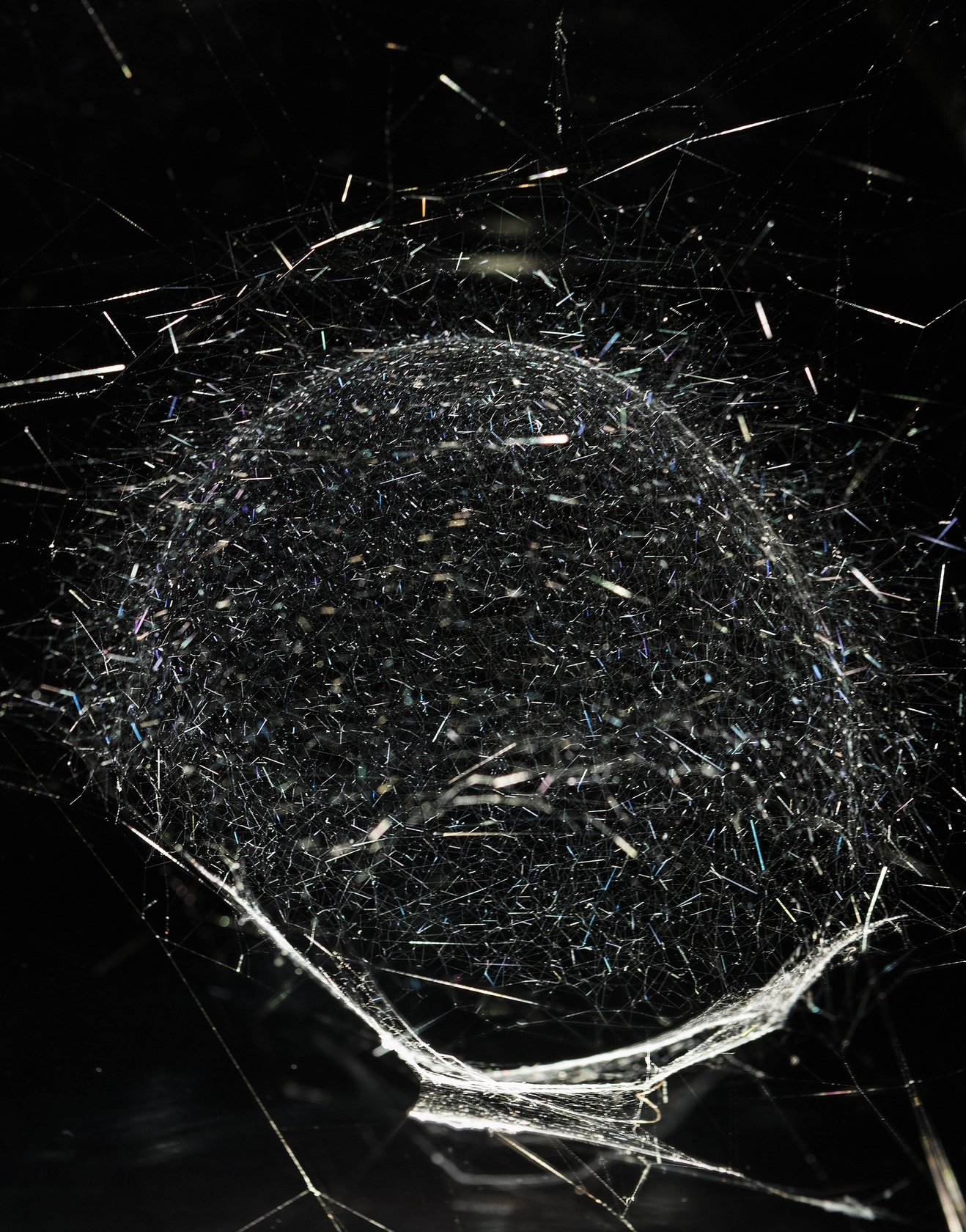 Hybrid solitary semi-social semi-social Instrument Almagest Thebe 0.675 built by: a single Steatoda nobilis - seven weeks, a solo Cyrtophora...