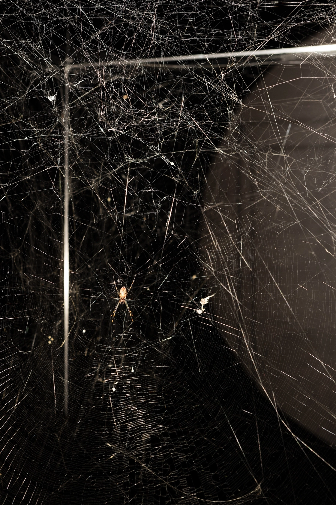 Arachno Concert With Arachne (Nephila senegalensis), Cosmic Dust (Porus Chondrite) and the Breathing Ensemble, 2016 (detail) Nephila senegalensis silk, carbon...