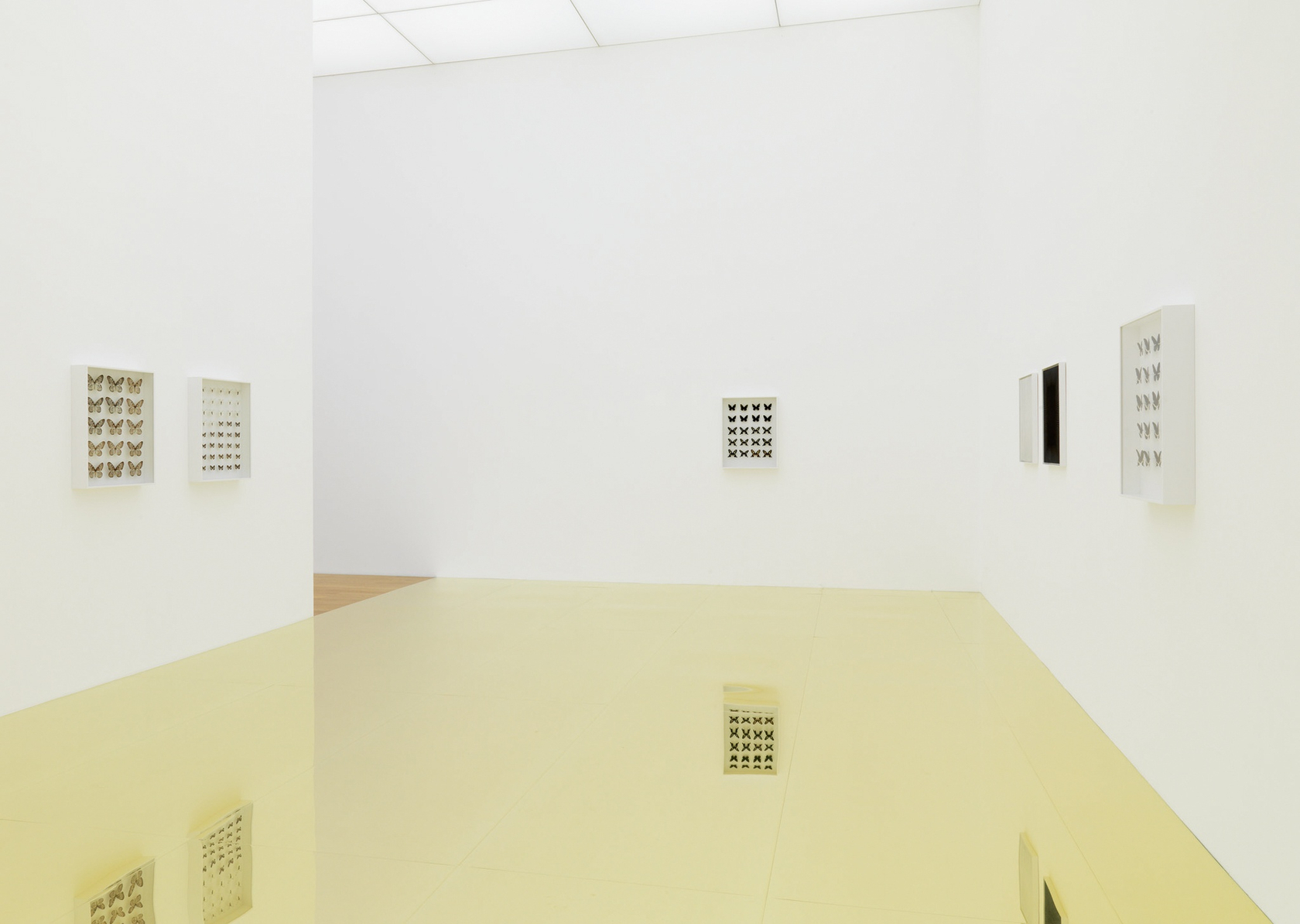 Various butterfly display cases These display cases resemble the ones seen in natural history museums, which have the purpose of...