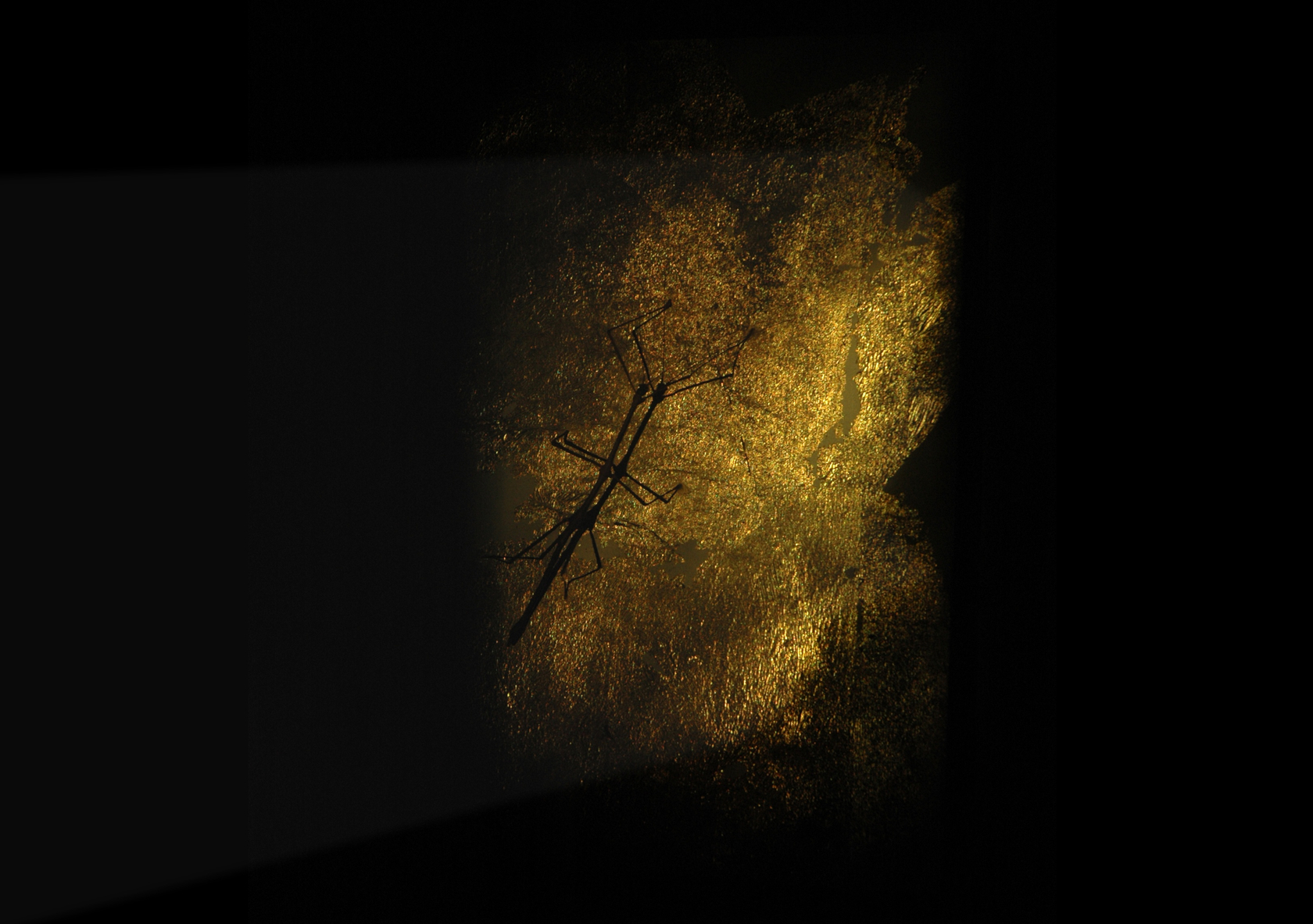 Bicho de nariz delicado, 2013 Two slide projectors, unique slides, mirrors, smoke, gilded canvas, phasmid Photo &copy; Daniel Steegmann Mangran&eacute;