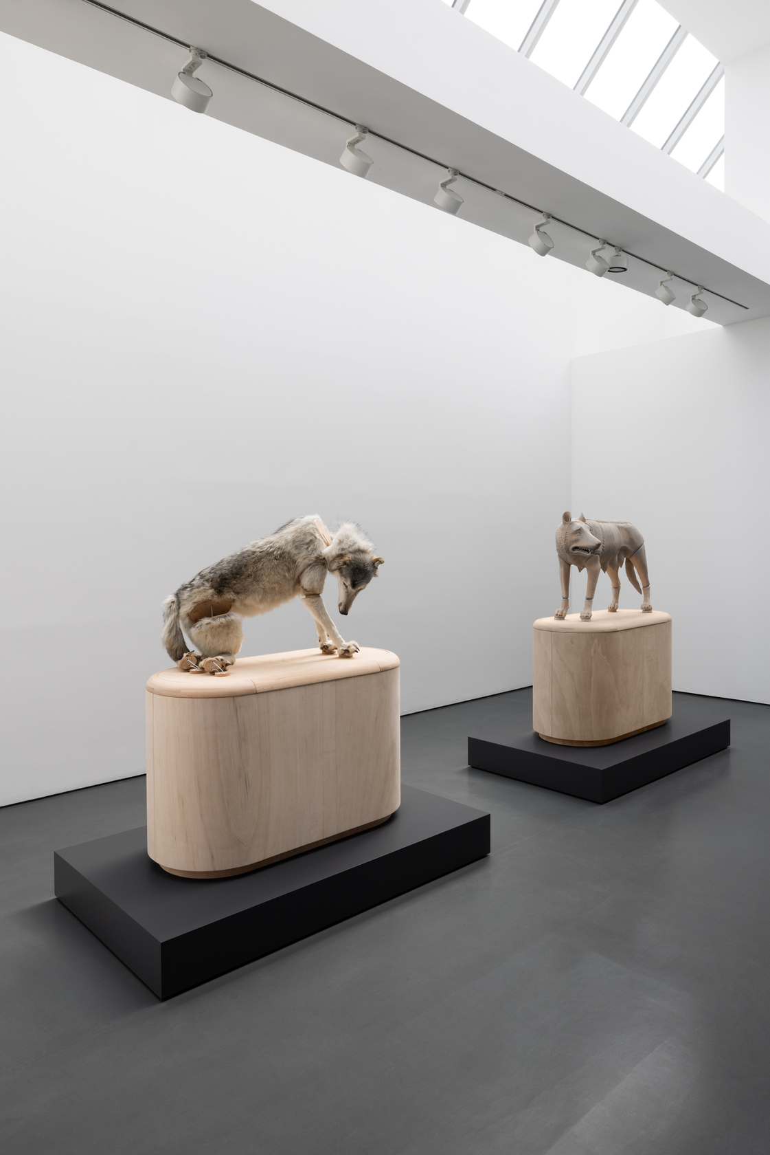 Exhibition view: Julius von Bismarck, Zwei Wölfinnen, Esther Schipper, Berlin, 2024. © The artist / VG Bild-Kunst, Bonn 2024 Photo...