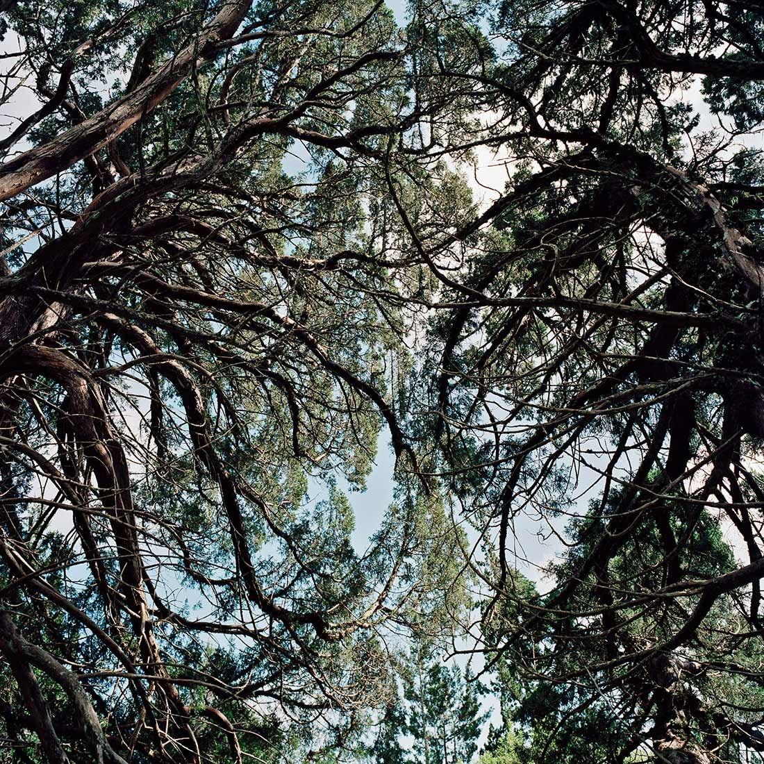 Jason Larkin, Ascension #4, 2011