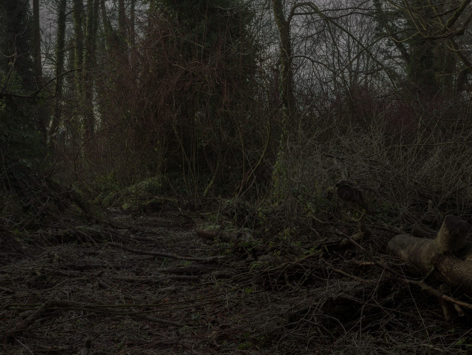 Simon Roberts Weeds and the Wilderness #1, 2018