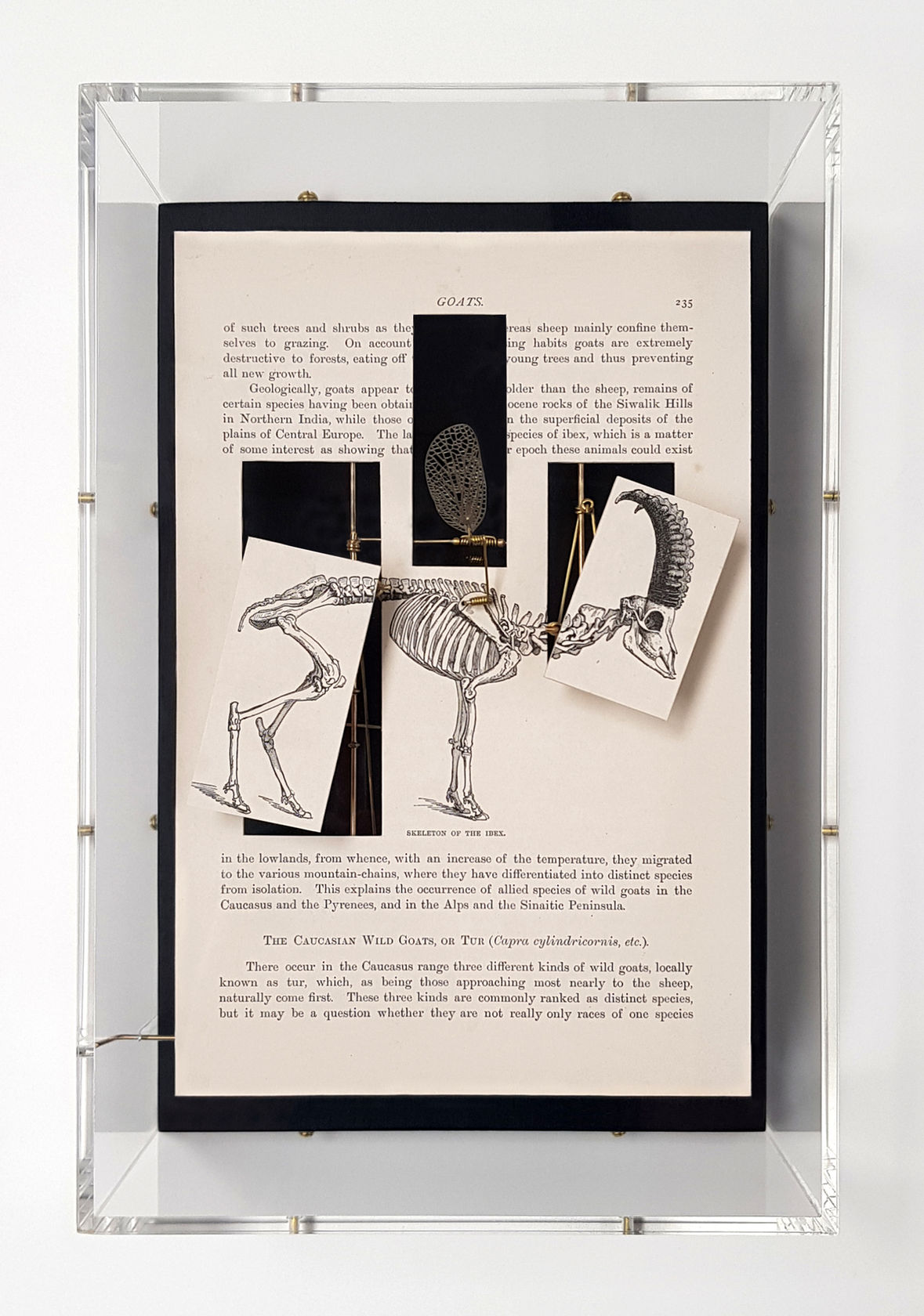 Jane Edden Ungulate (Goat), 2019