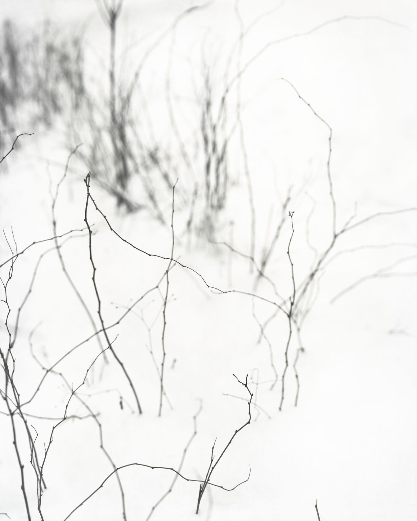 Janelle Lynch Snow Touch, 2016