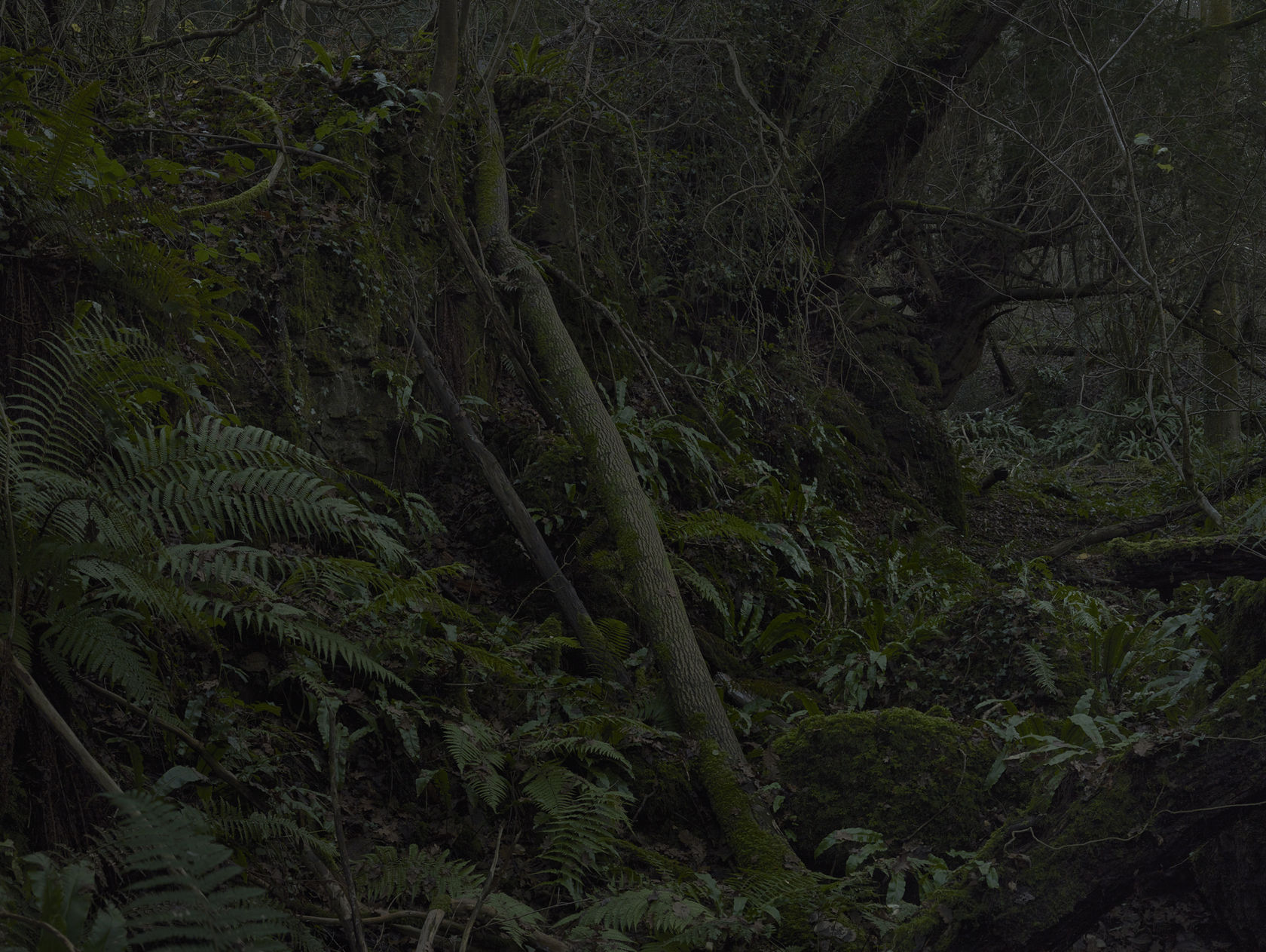 Simon Roberts Untitled, #22, The Weeds and the Wilderness, 2020