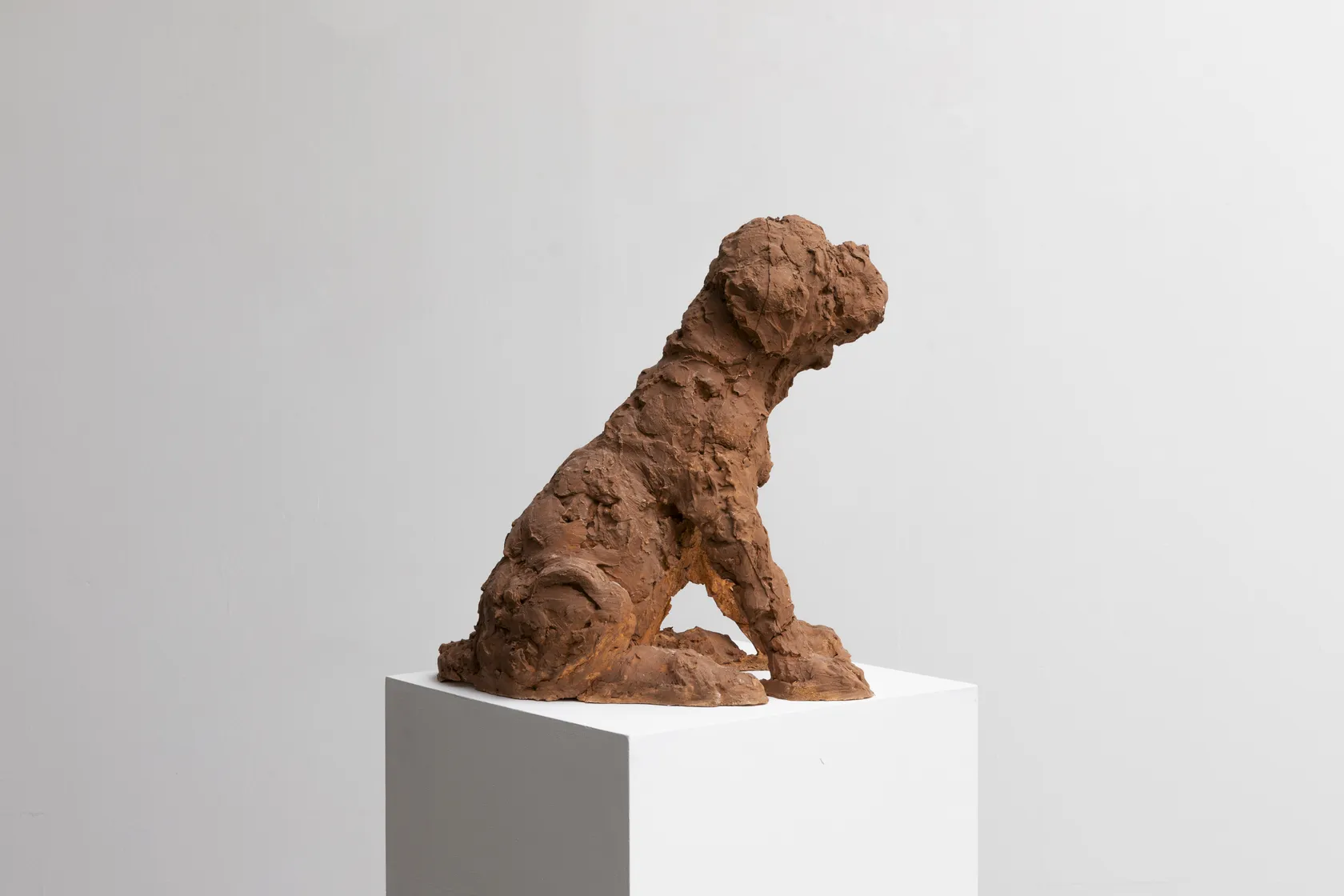 Nicola Hicks Puppy, 2021