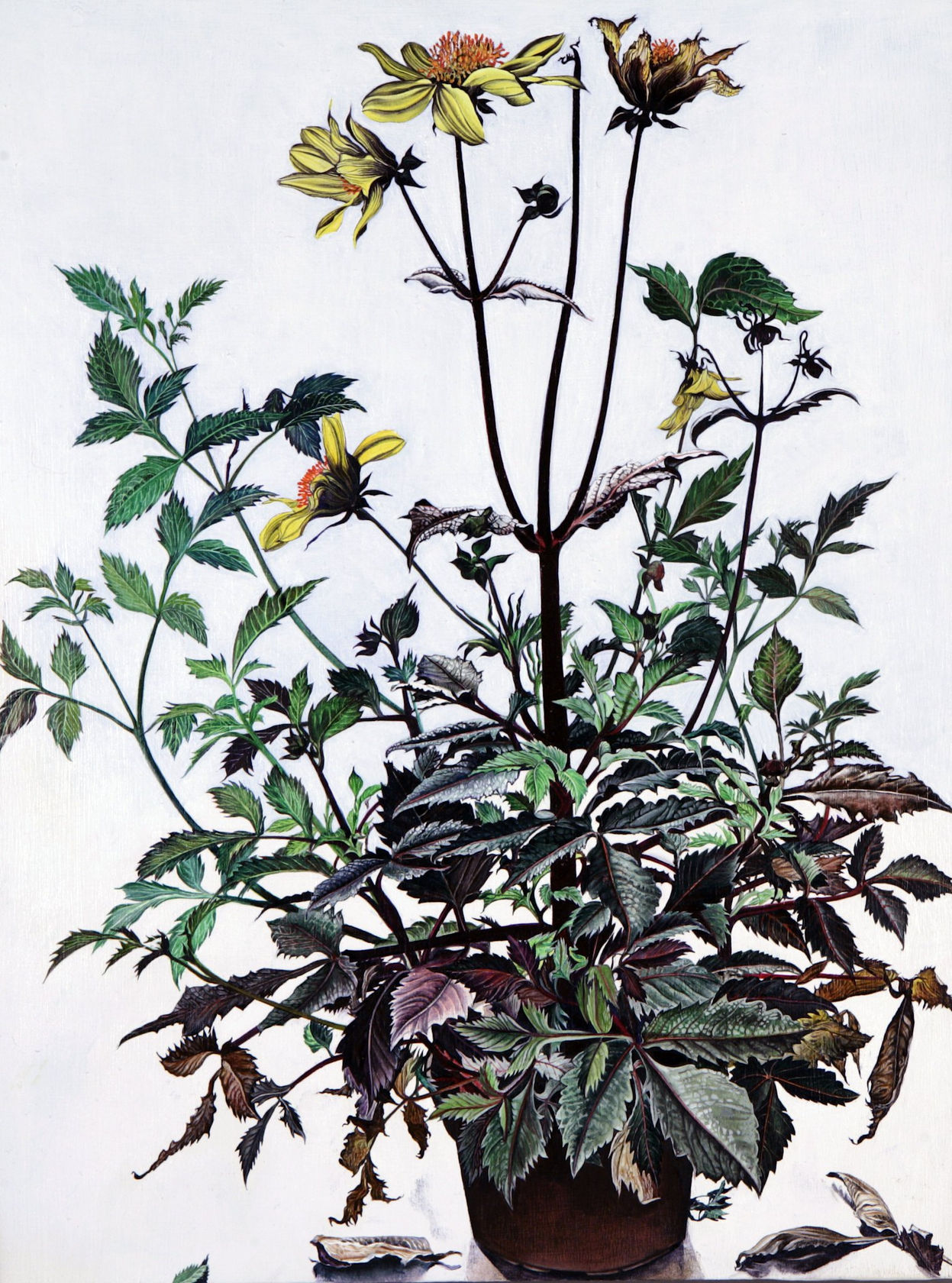 Ishbel Myerscough Black Dahlia, 2009