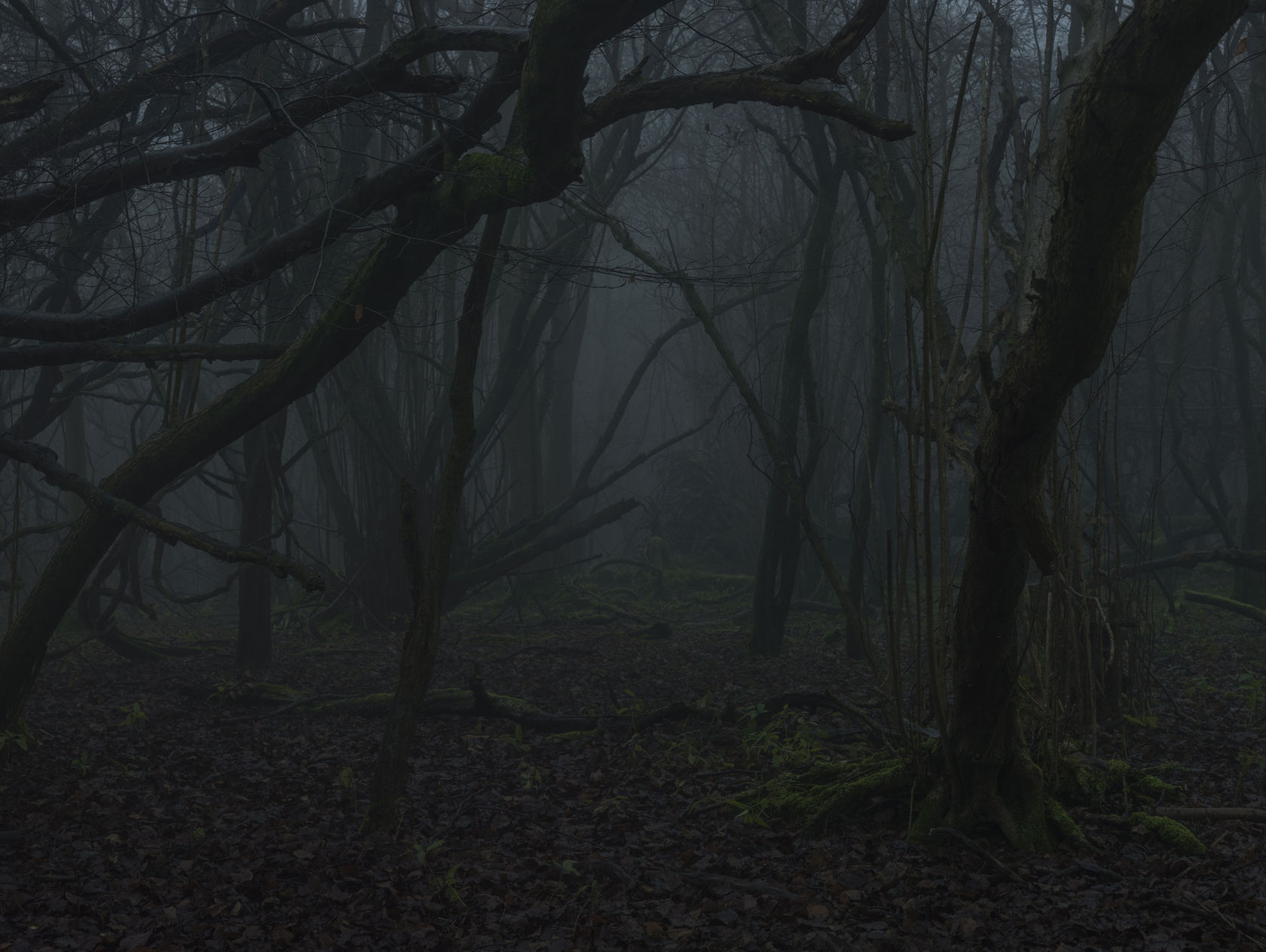 Simon Roberts, Untitled #10, The Weeds and the Wilderness, 2017