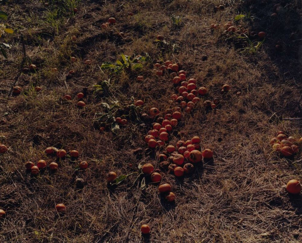 Glen Erler Oranges, After the Fire, Valley, Ca, 2007