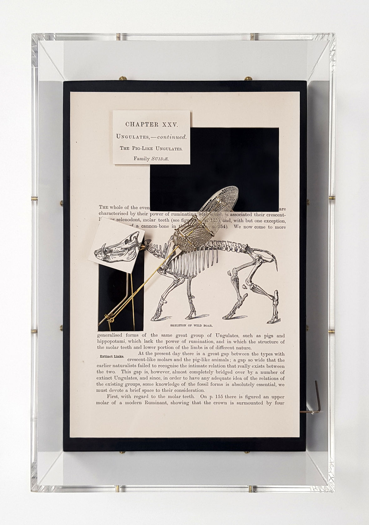 Jane Edden Ungulate (Boar), 2019