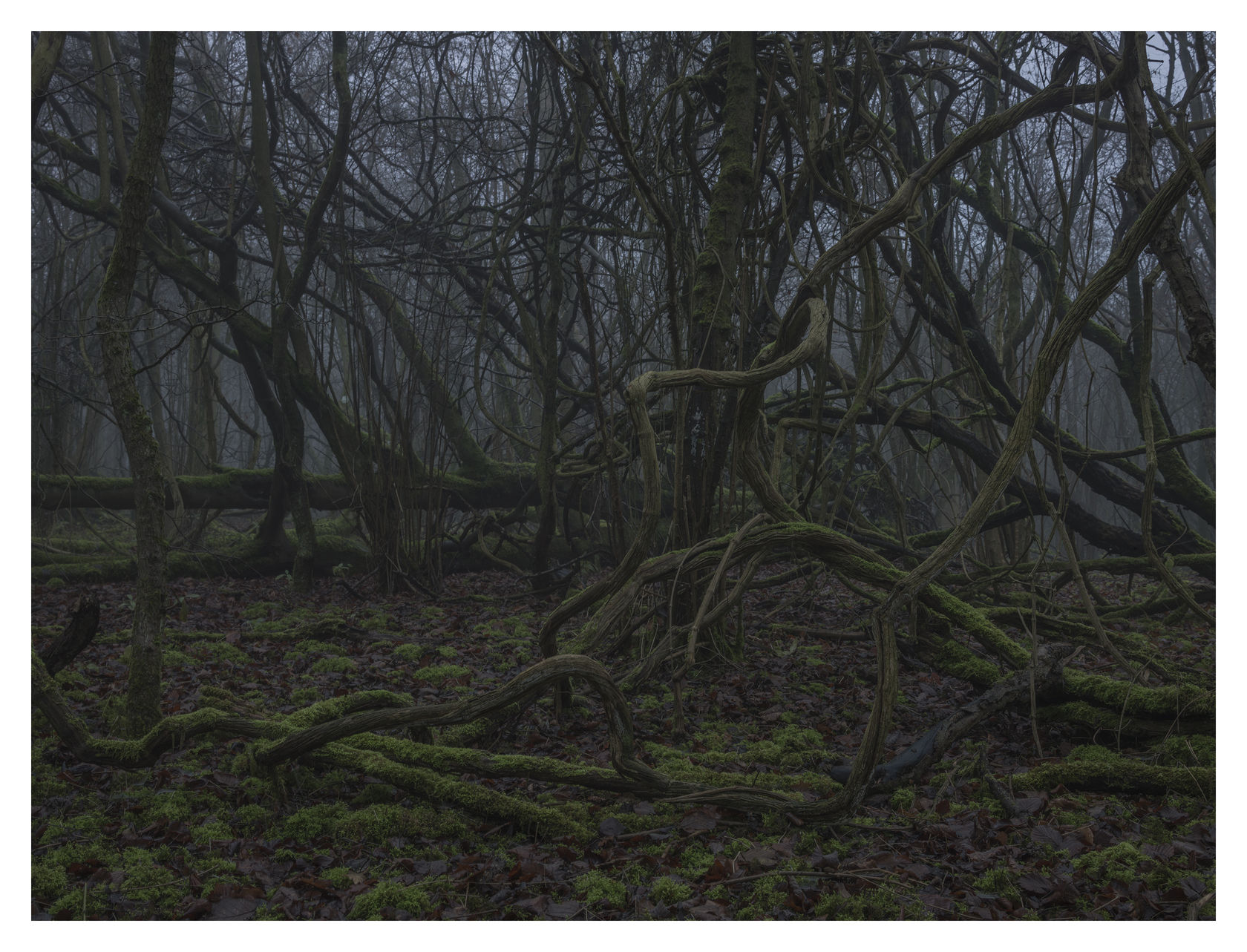 Simon Roberts Untitled #12, The Weeds and the Wilderness, 2018