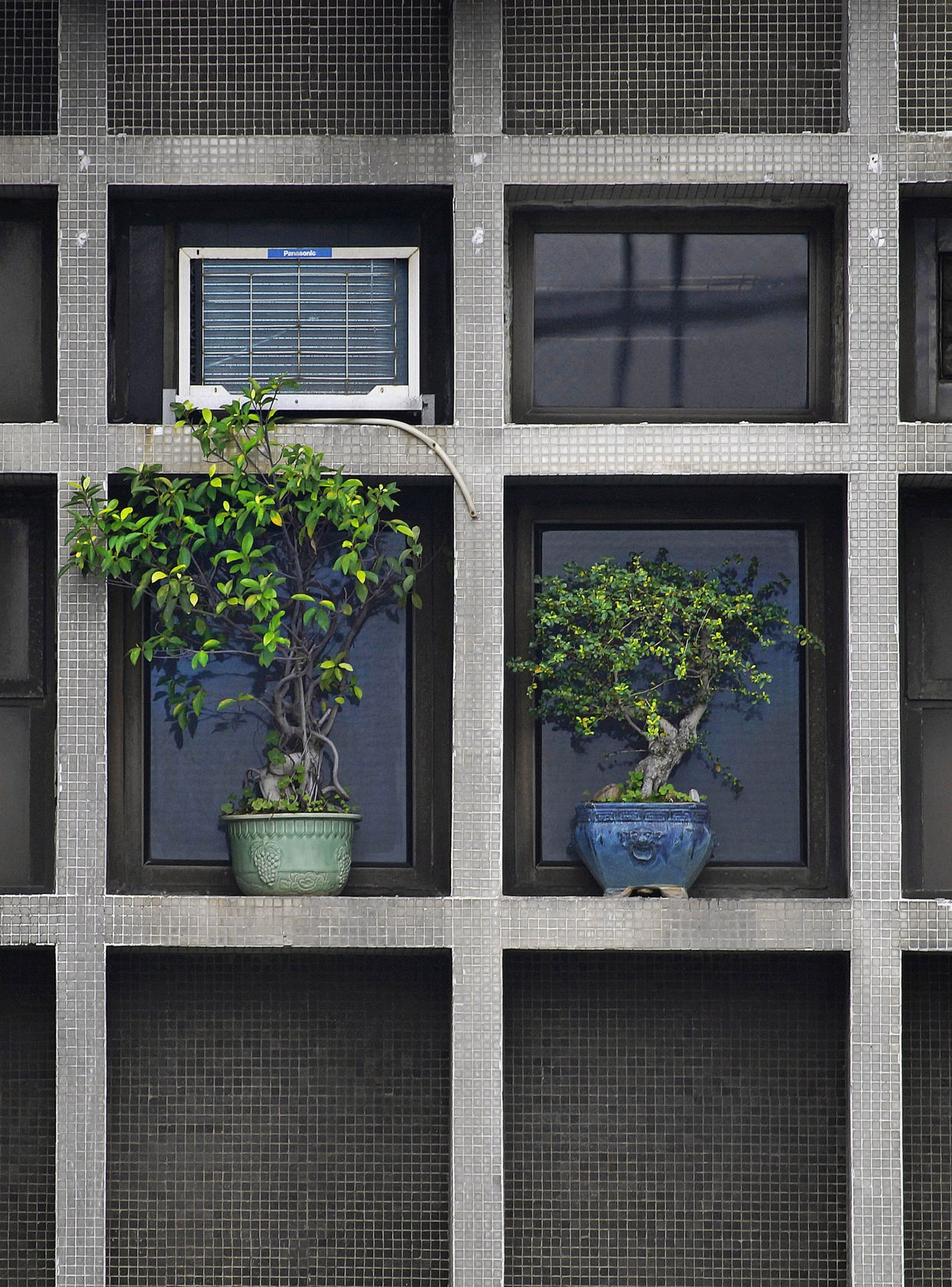 Michael Wolf Hong Kong Flora