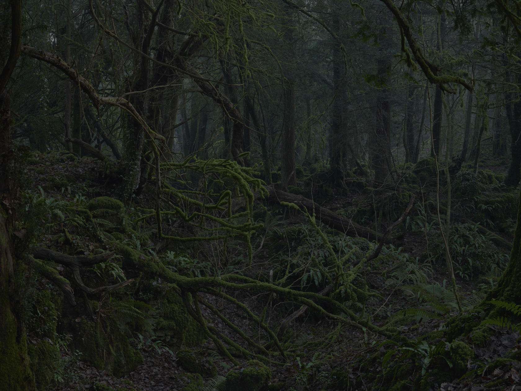 Simon Roberts Untitled, #21, The Weeds and the Wilderness, 2020