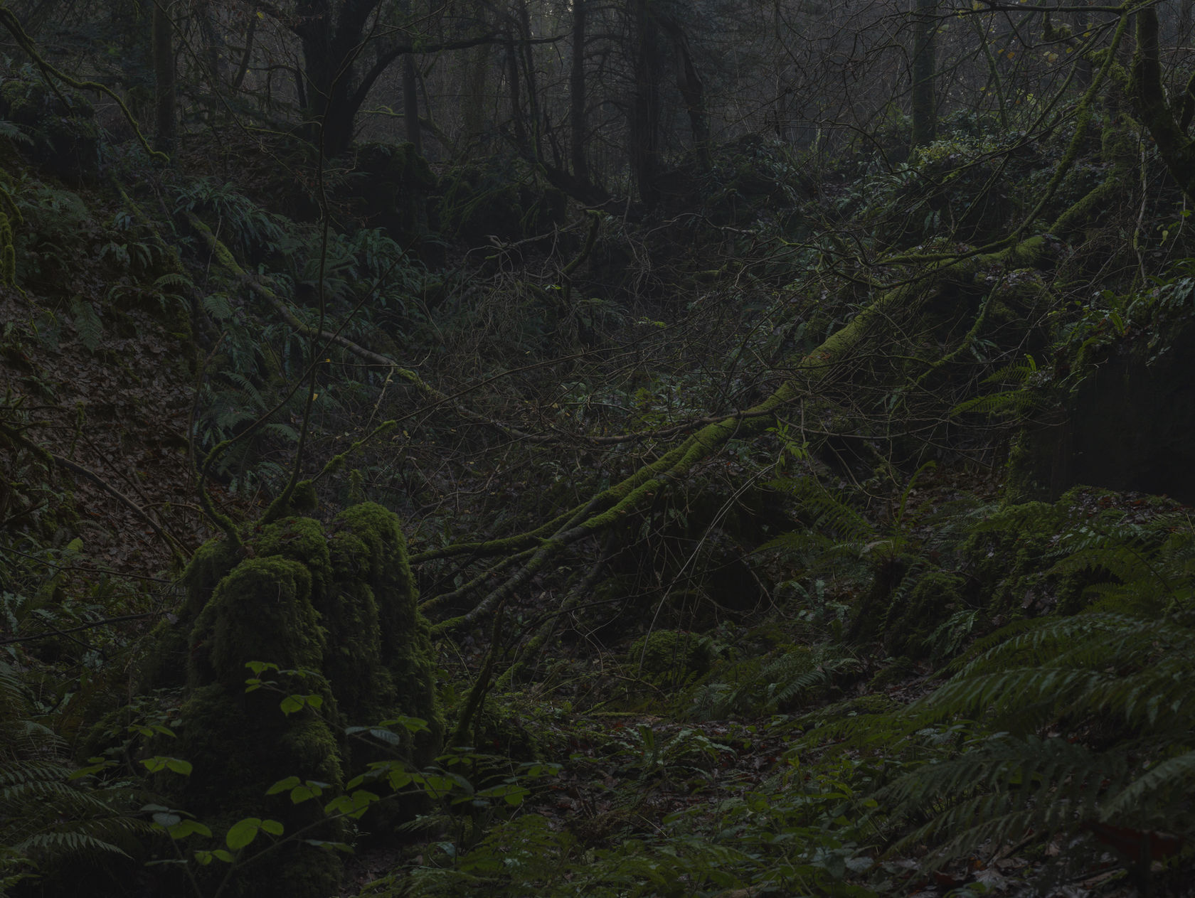 Simon Roberts Untitled, #20, The Weeds and the Wilderness, 2020