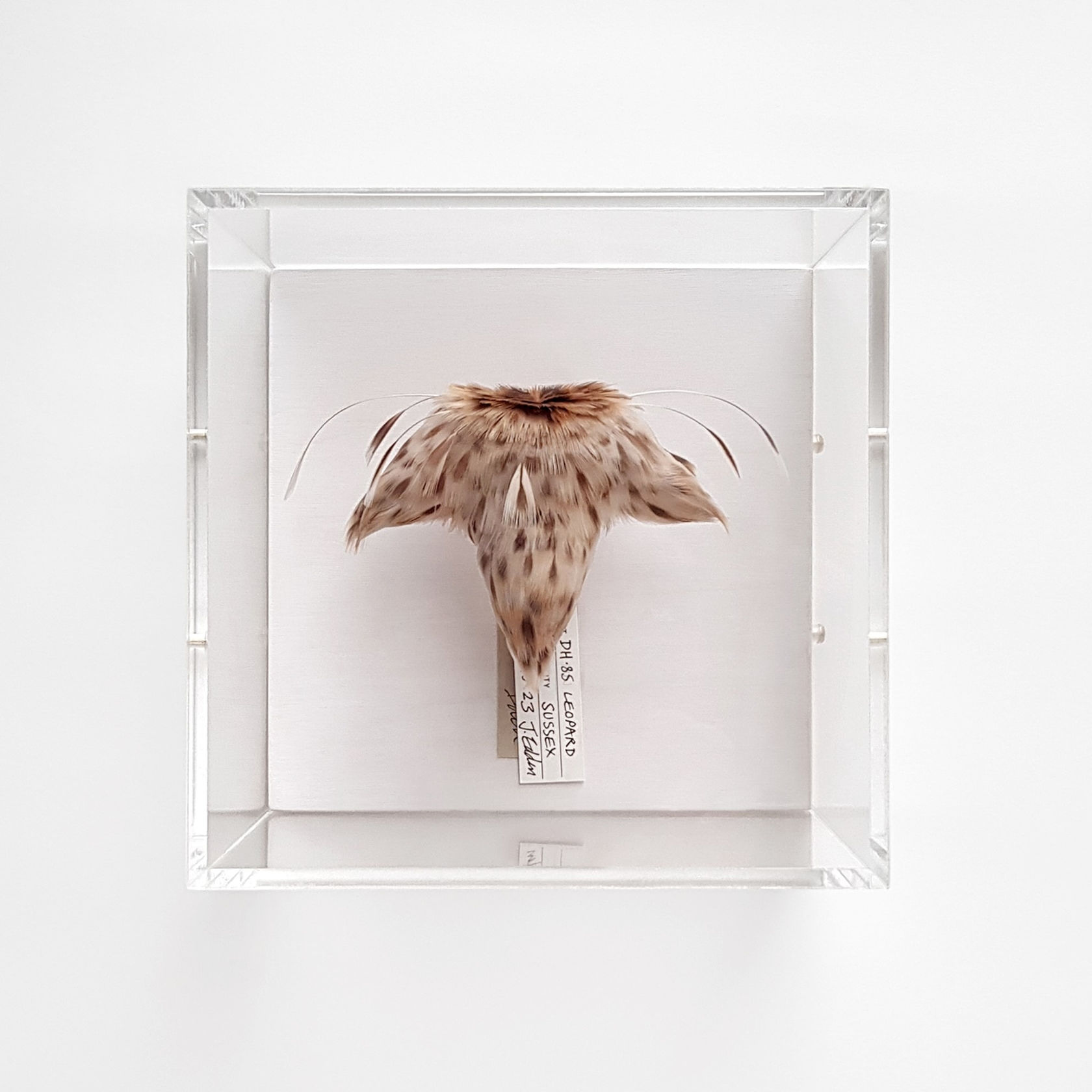 Jane Edden Flying Jacket 062 DH.85 Leopard Moth, 2023