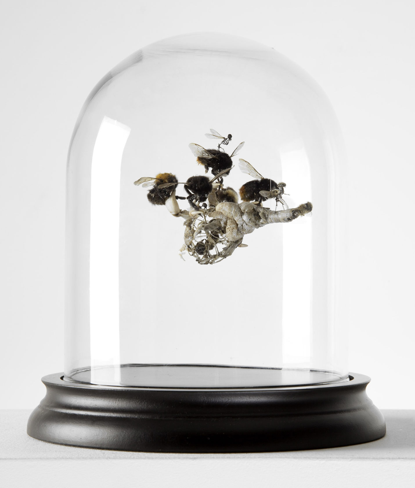 Tessa Farmer The Devil's Claw, 2015