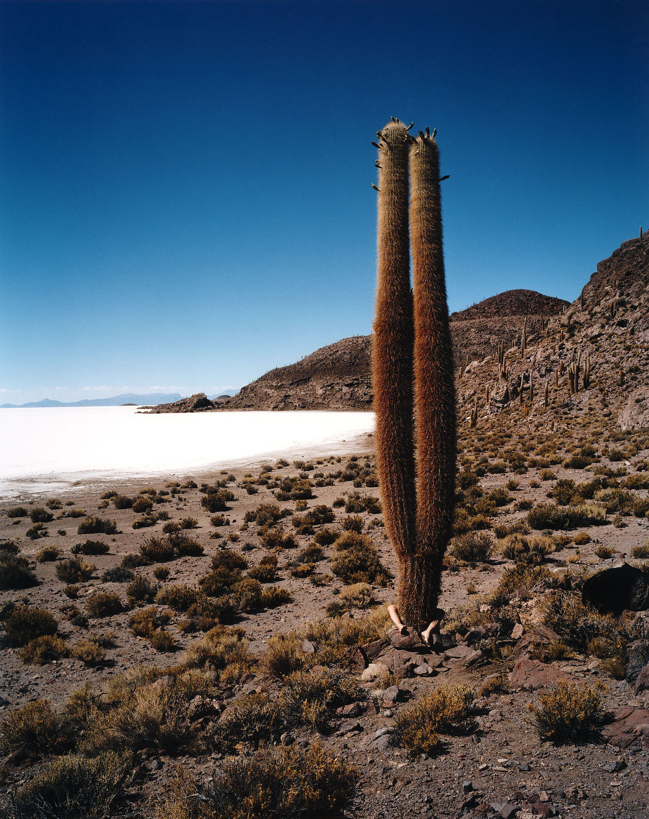 Scarlett Hooft Graafland Discovery, 2006
