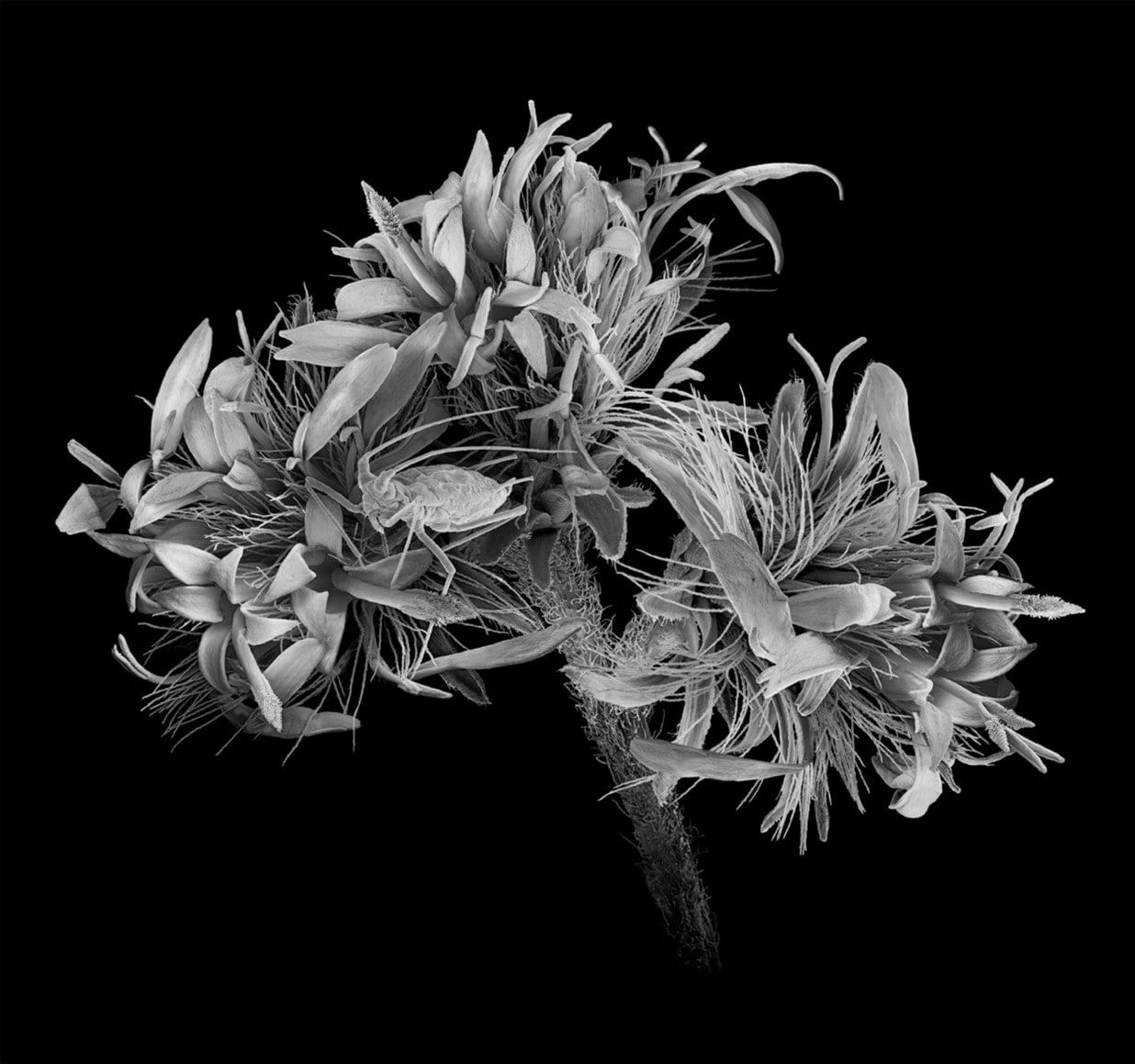 Michael Benson Ontario Aphid in Flowers, 2023