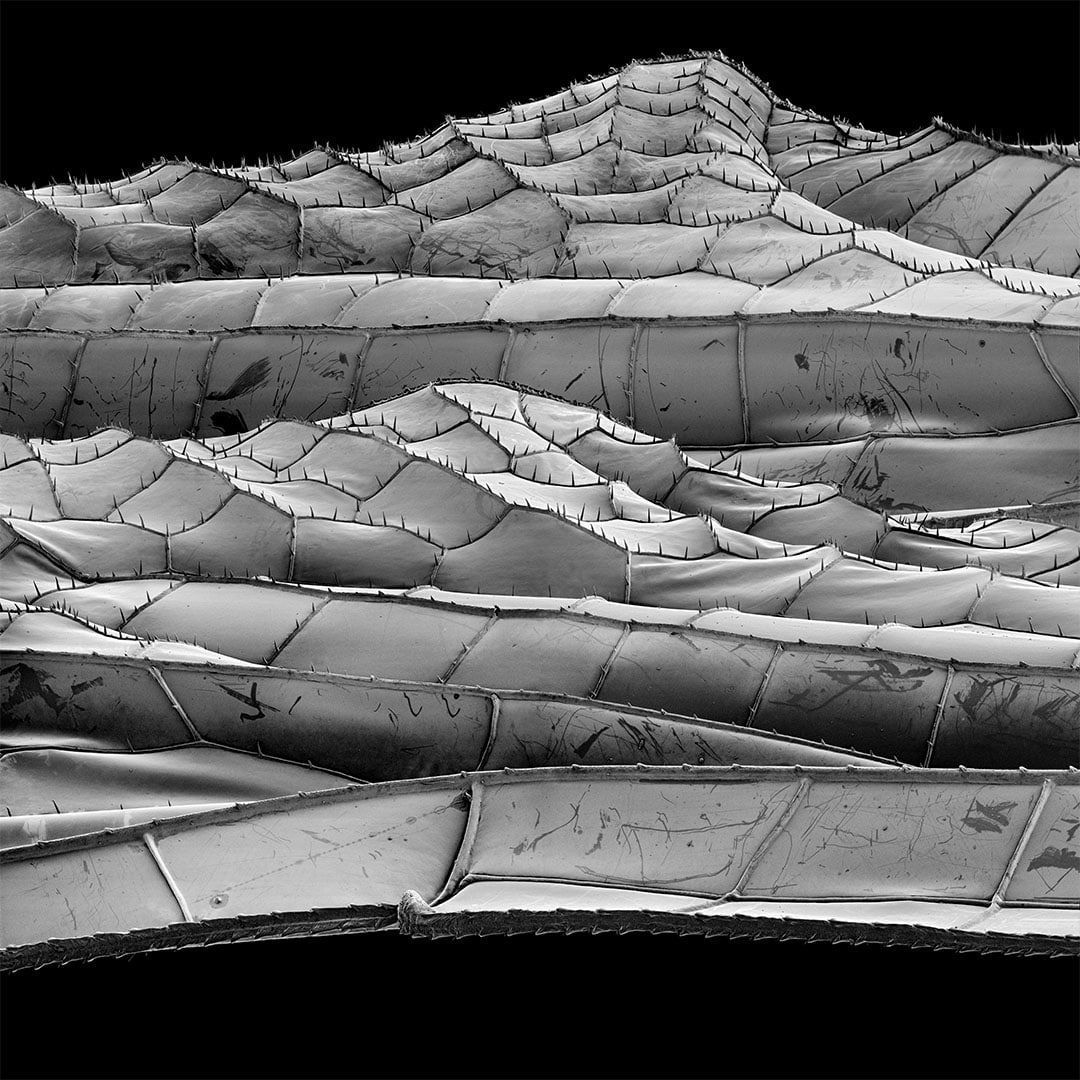 Michael Benson Ontario Dragonfly Wings, 2023