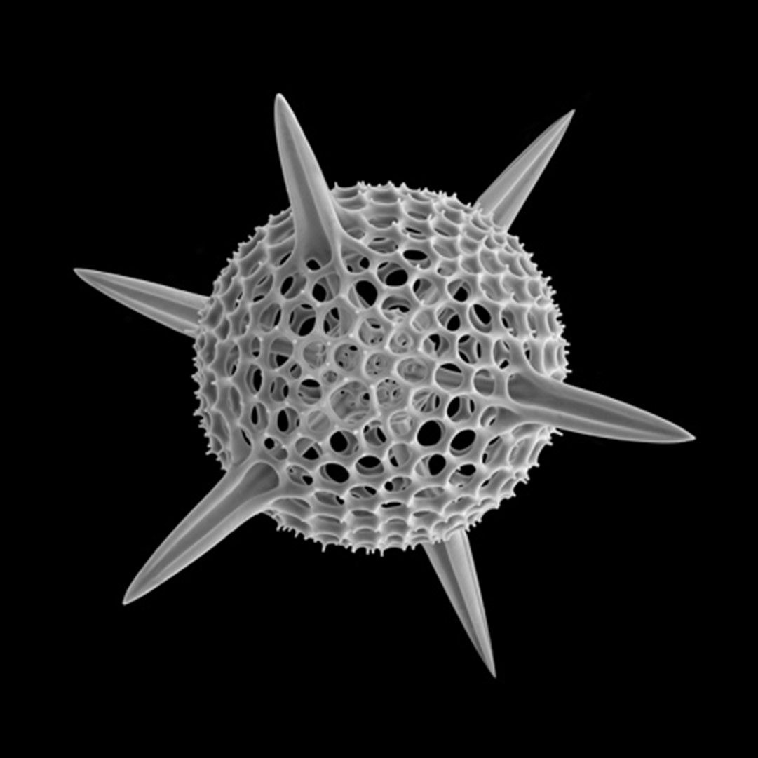 Michael Benson Radiolarian #2, 2023