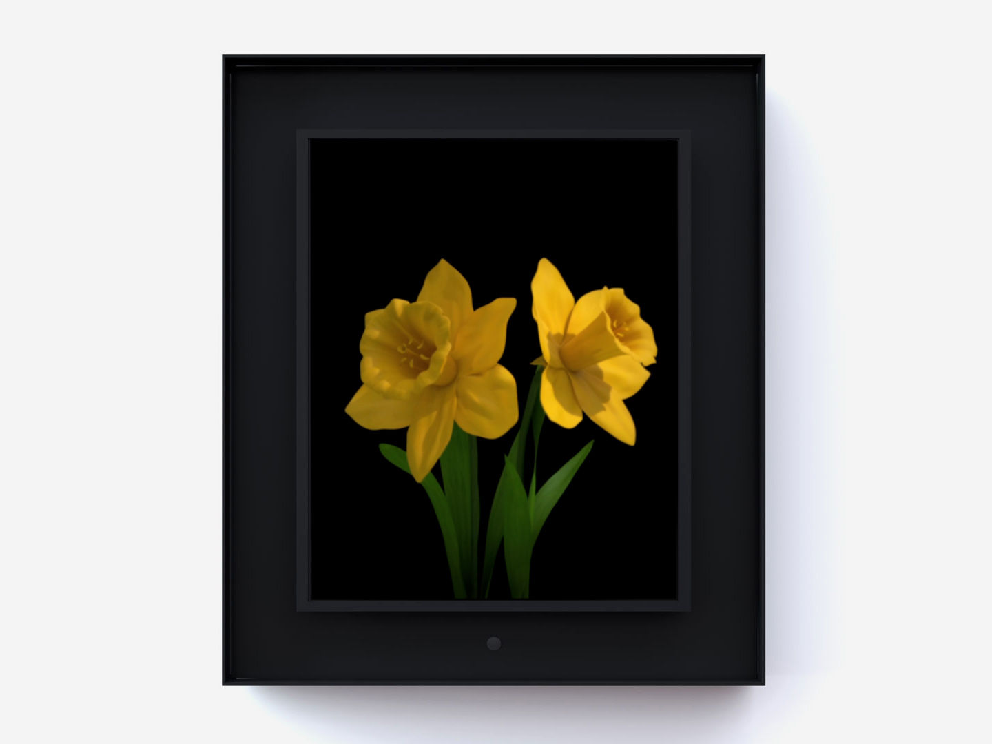 Dominic Harris, Bloomed: Daffodil, 2016